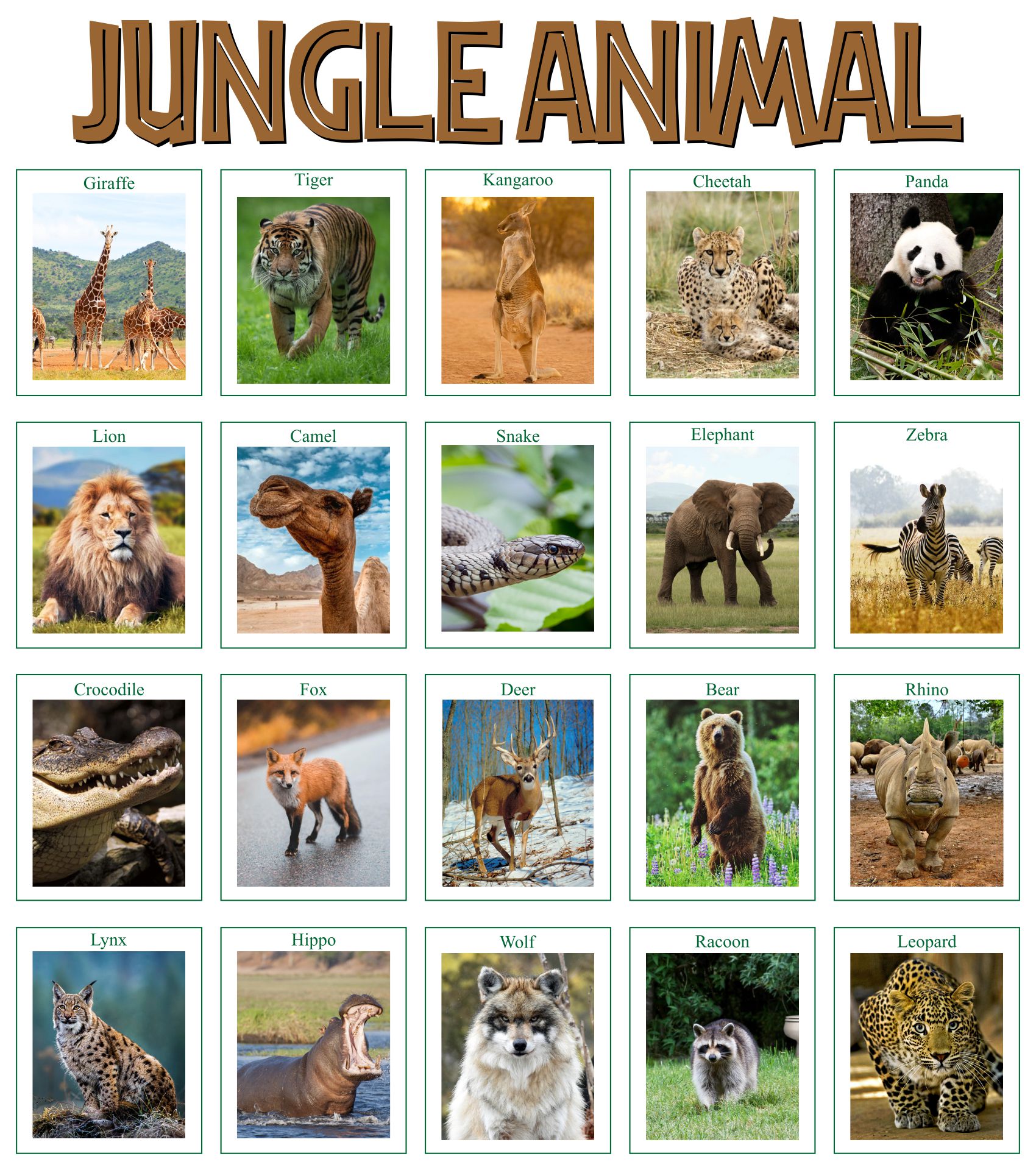 Jungle Animal Flash Cards Printable