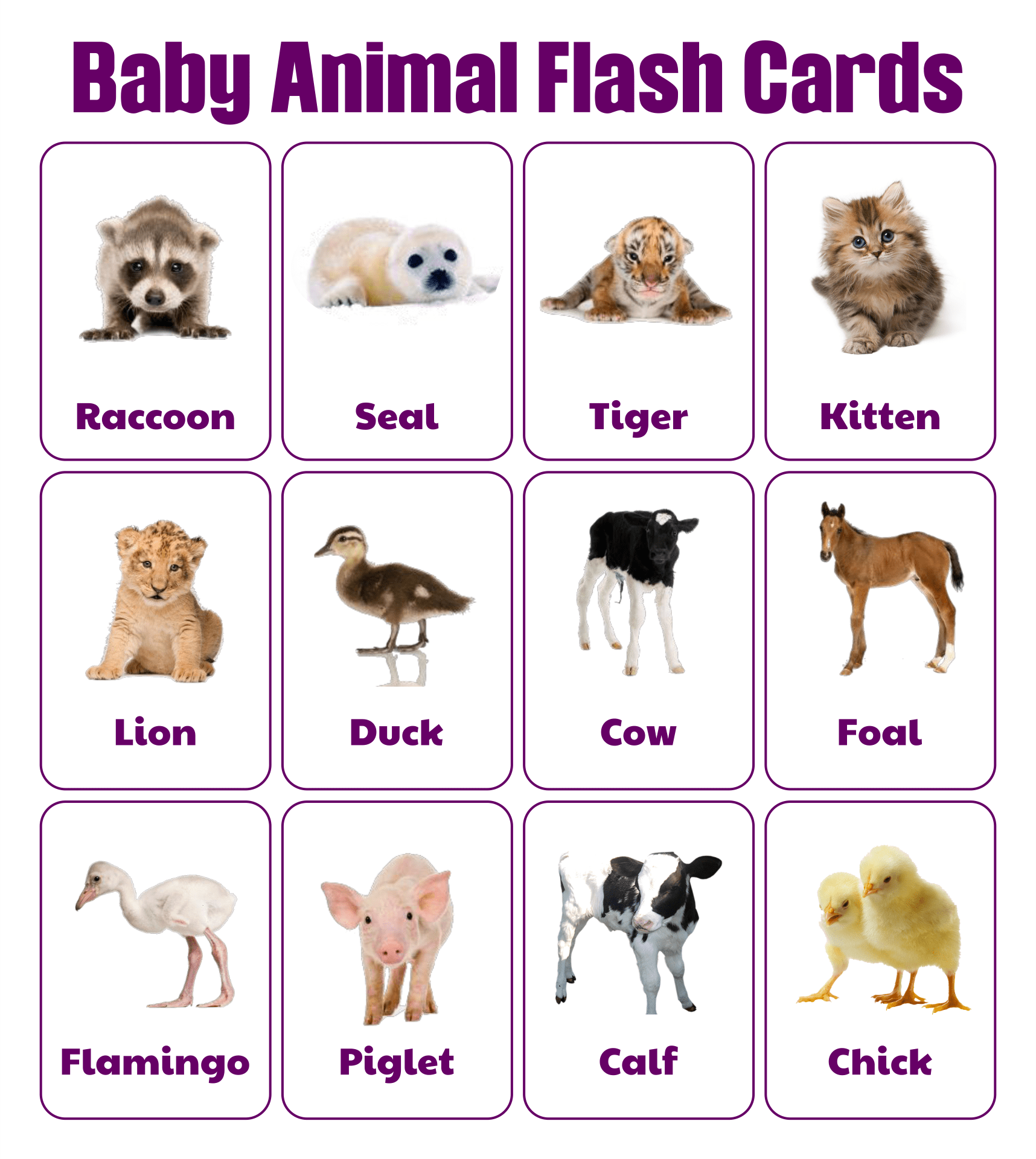 Printable Baby Animal Flash Cards