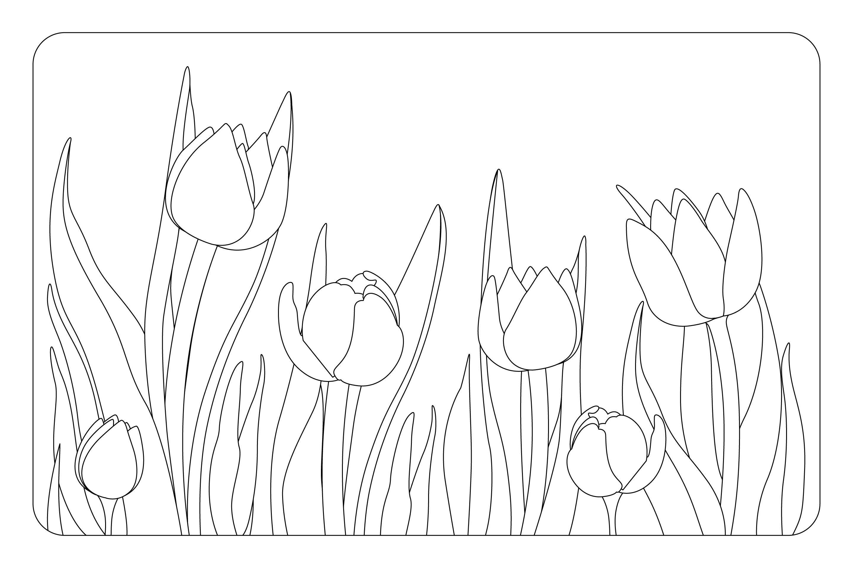 Printable Tulips Flower Coloring Page