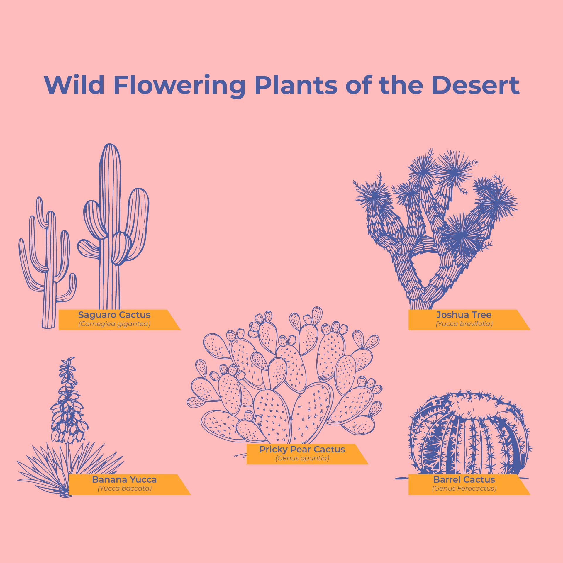Printable Desert Wildflowers Cactus Labeling Page