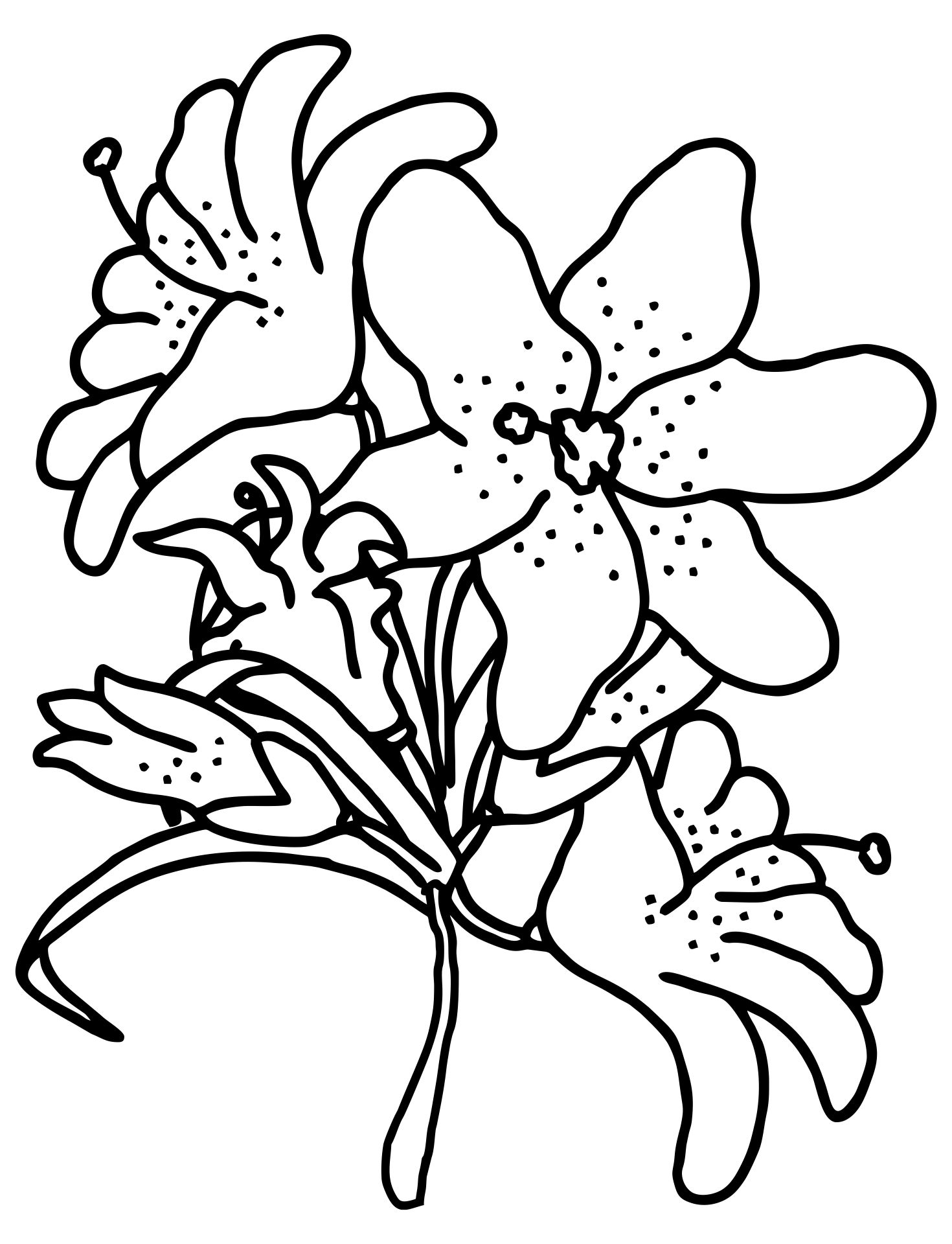 Printable Tiger Lily Coloring Page