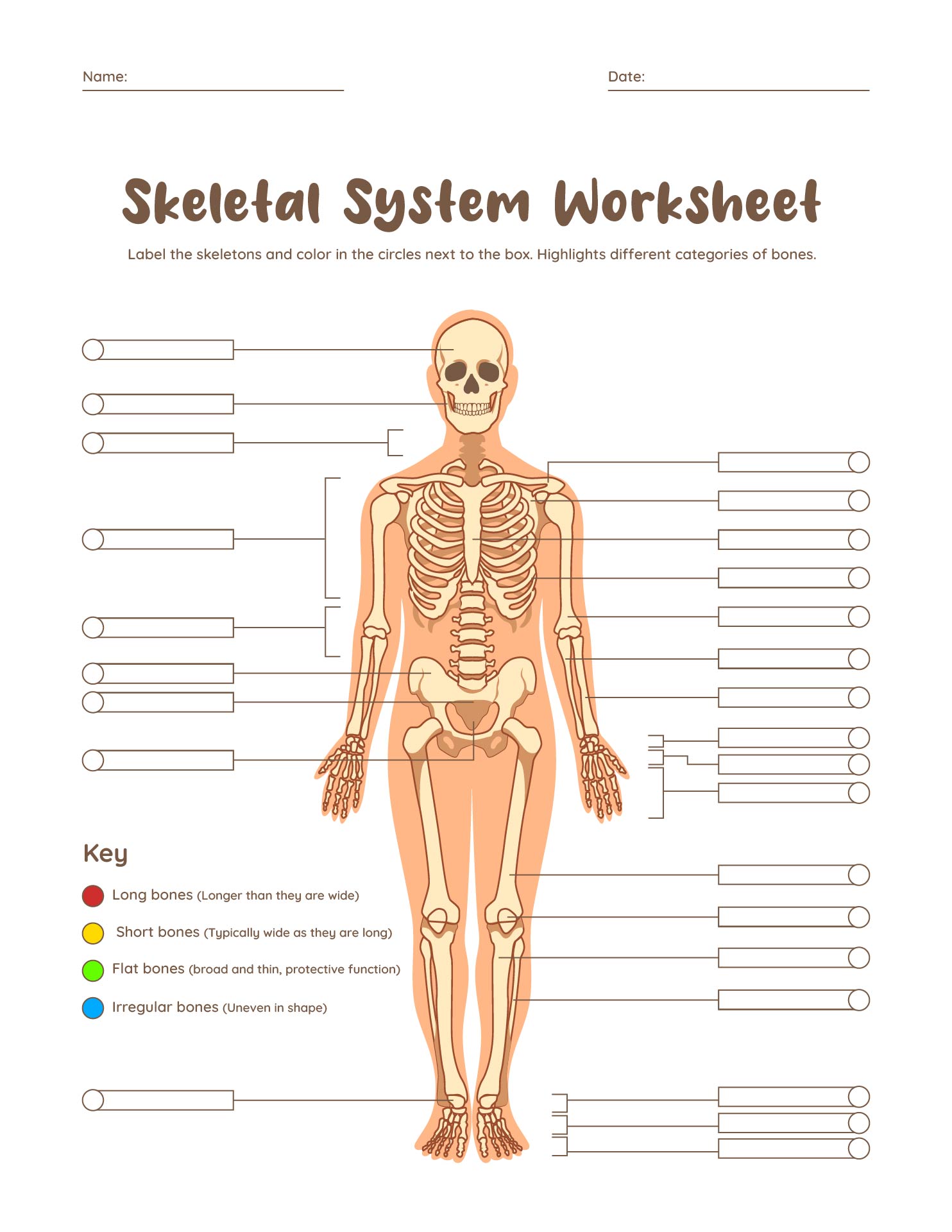 Skeletal System Medical Terminology Worksheet Printable