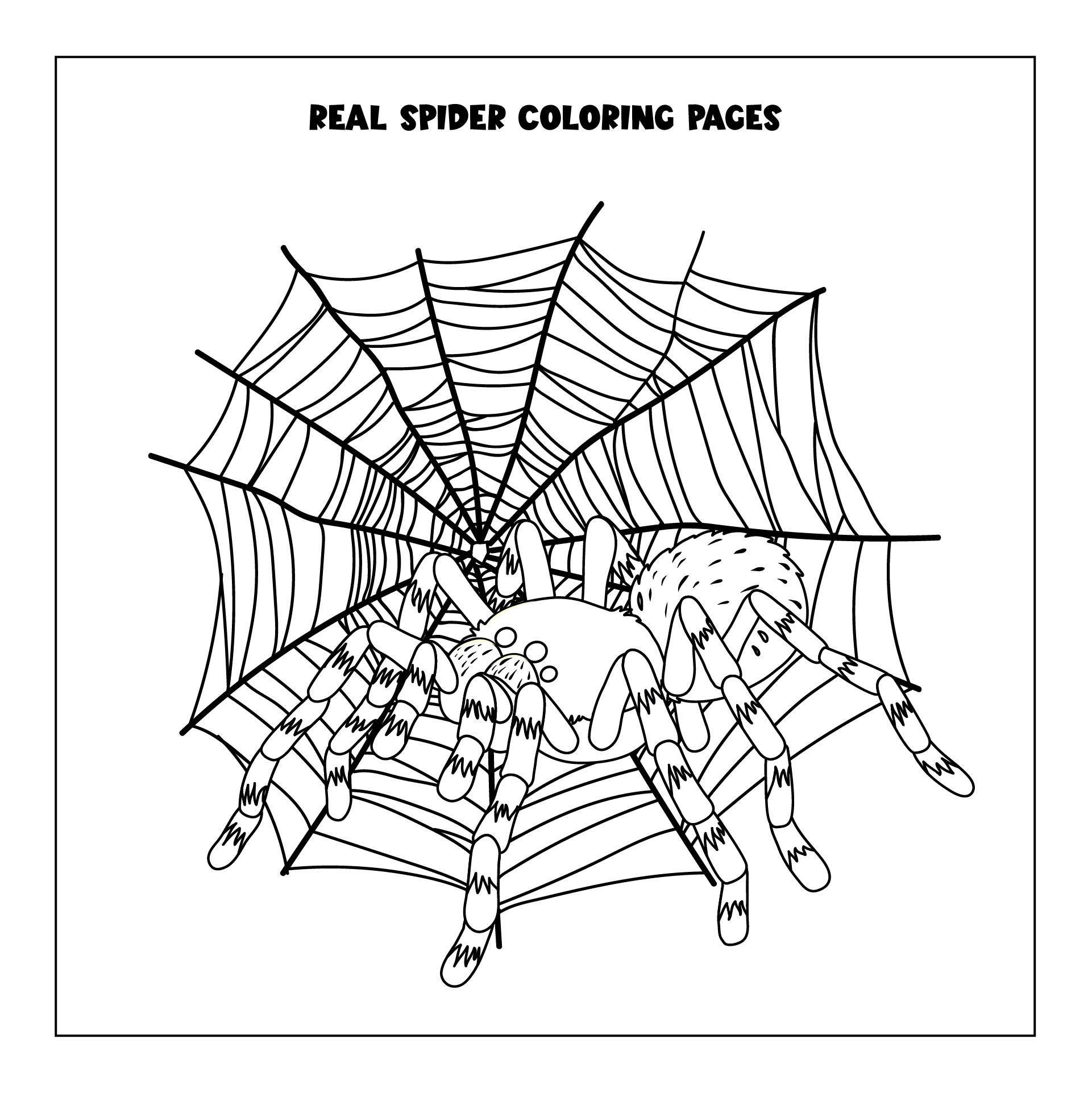 Real Spider Coloring Pages Printable