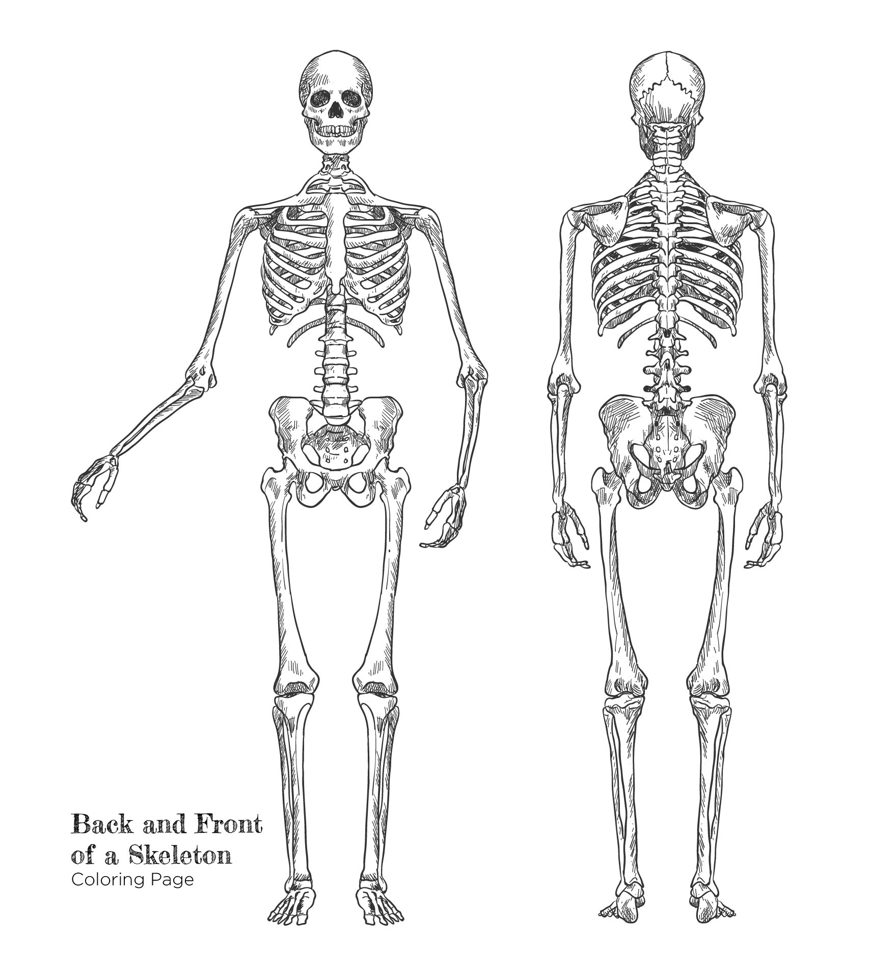 Back And Front Of A Skeleton Coloring Page Printable