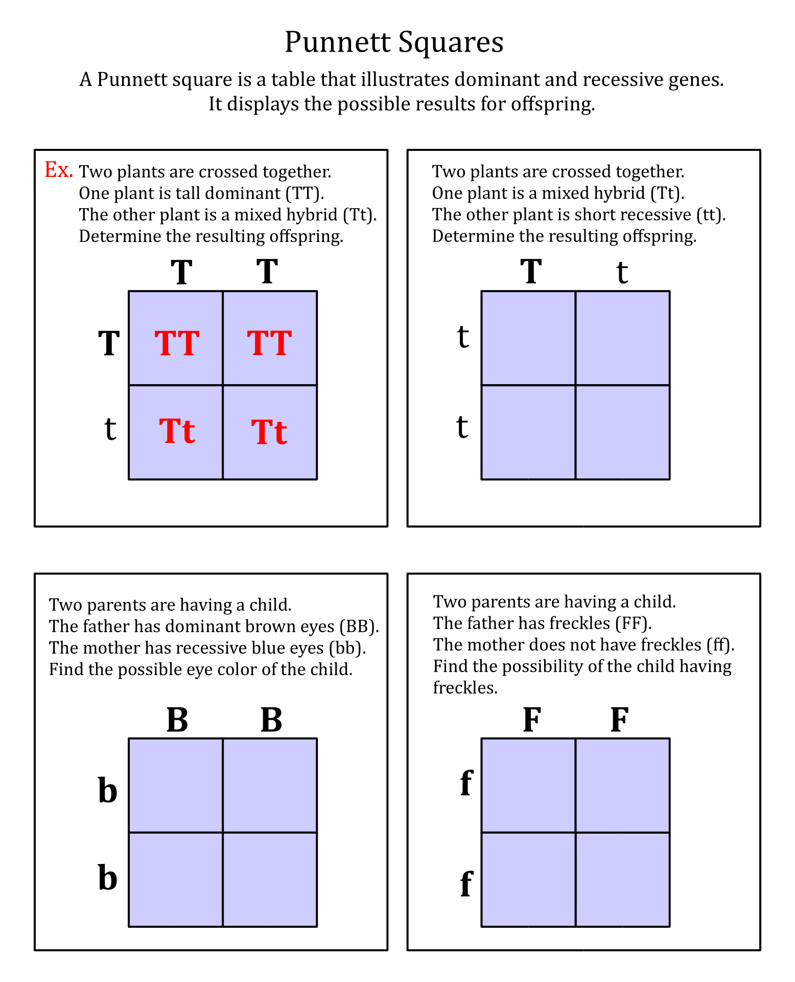 Worksheet On Punnett Squares
