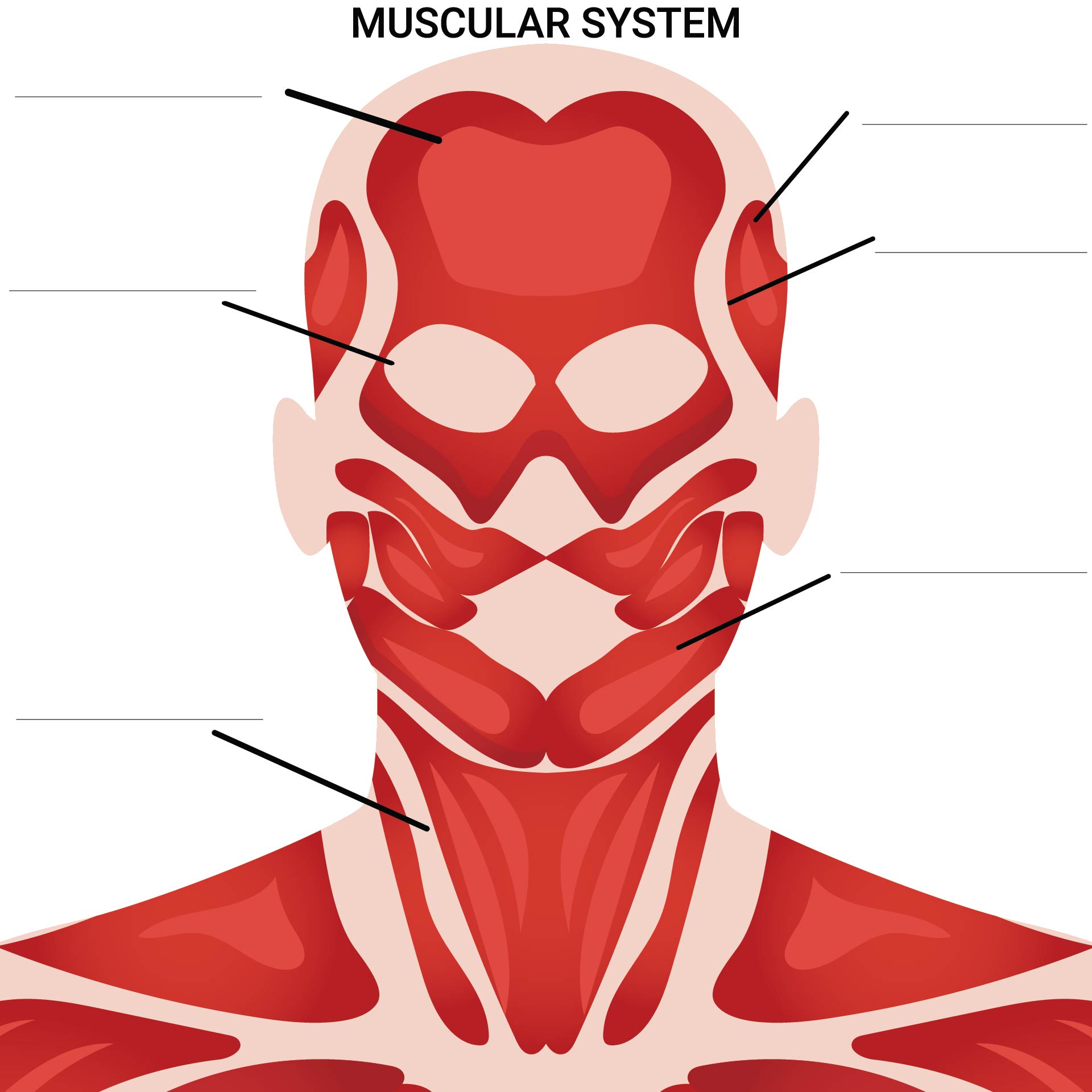 10-best-printable-worksheets-muscle-anatomy-printablee