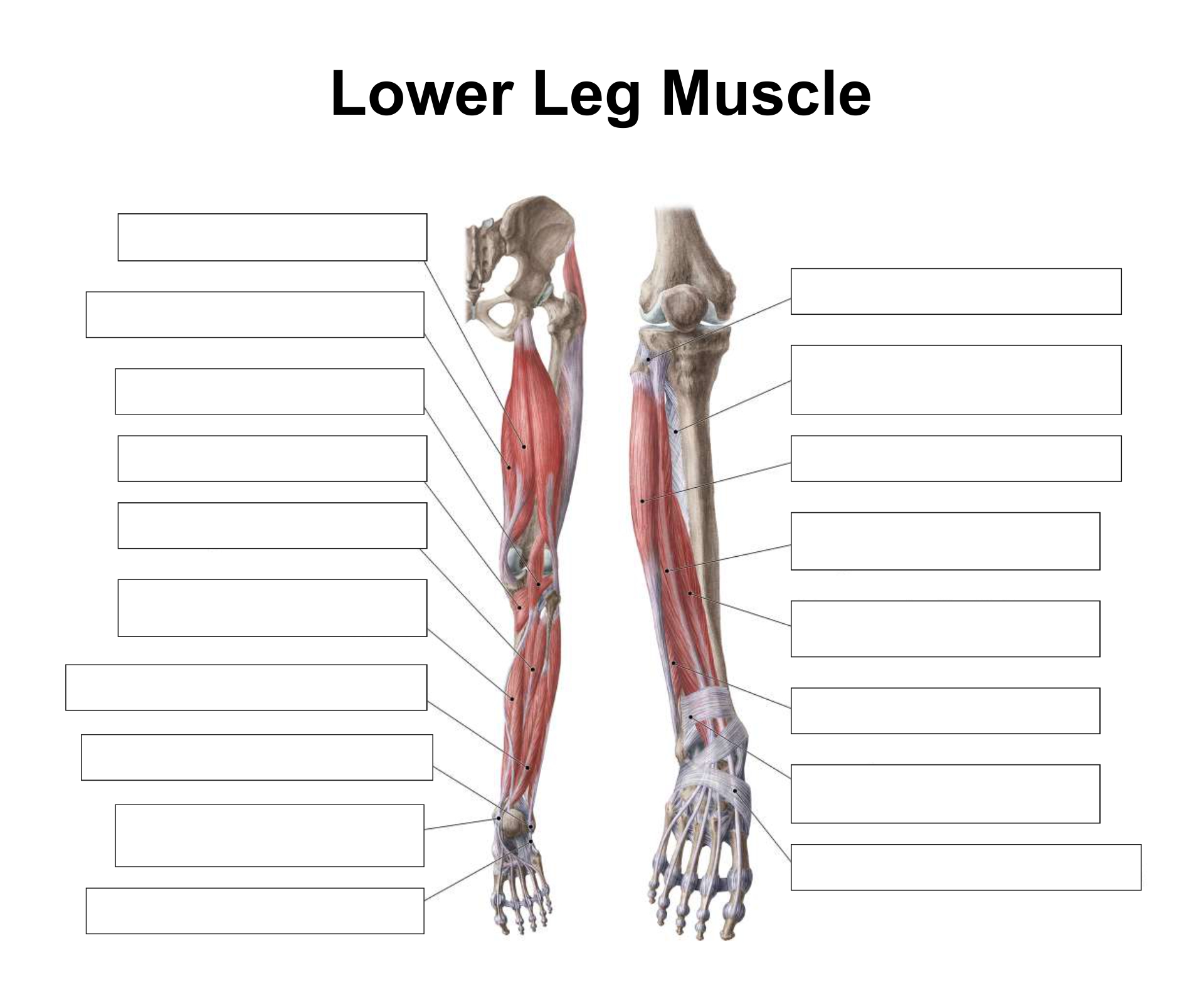 10 Best Printable Worksheets Muscle Anatomy - printablee.com