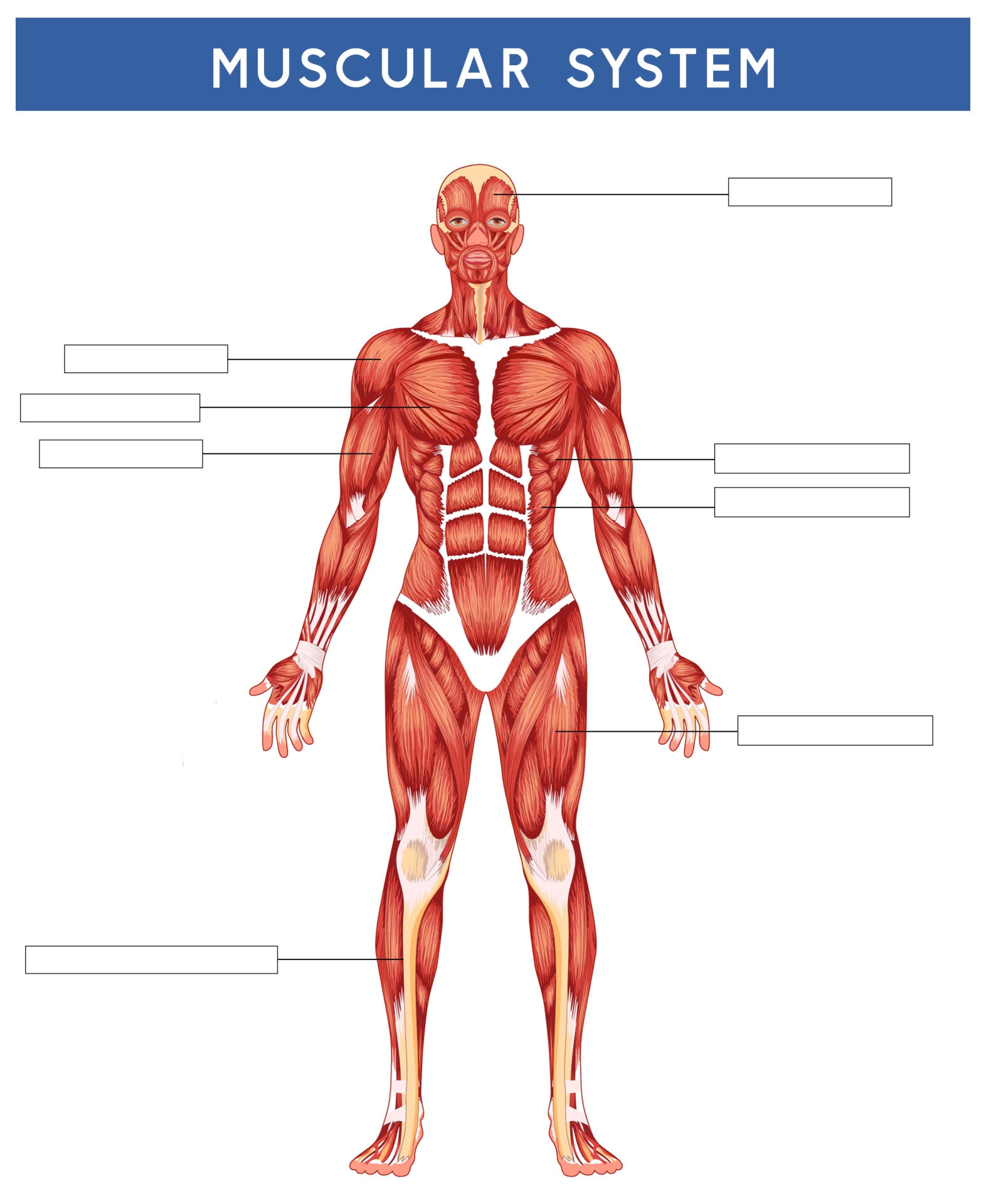 10 Best Printable Worksheets Muscle Anatomy - printablee.com