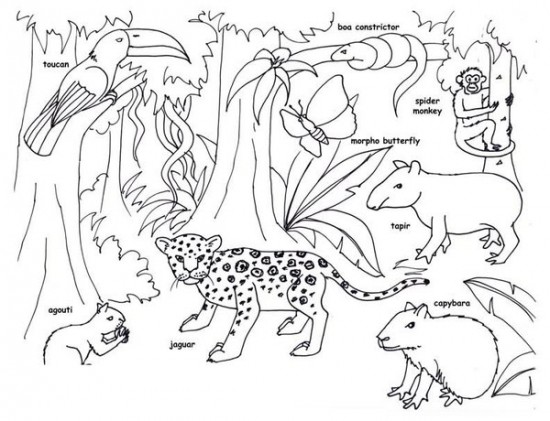 7 Best Images of Free Printable Rainforest Animals Coloring Pages ...