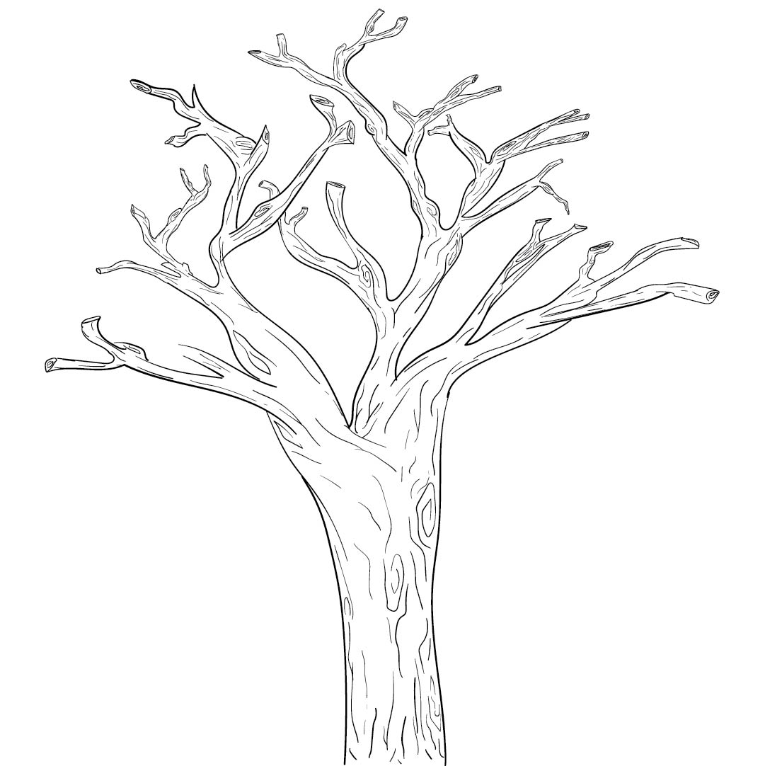 Cherry Tree Branch Coloring Page