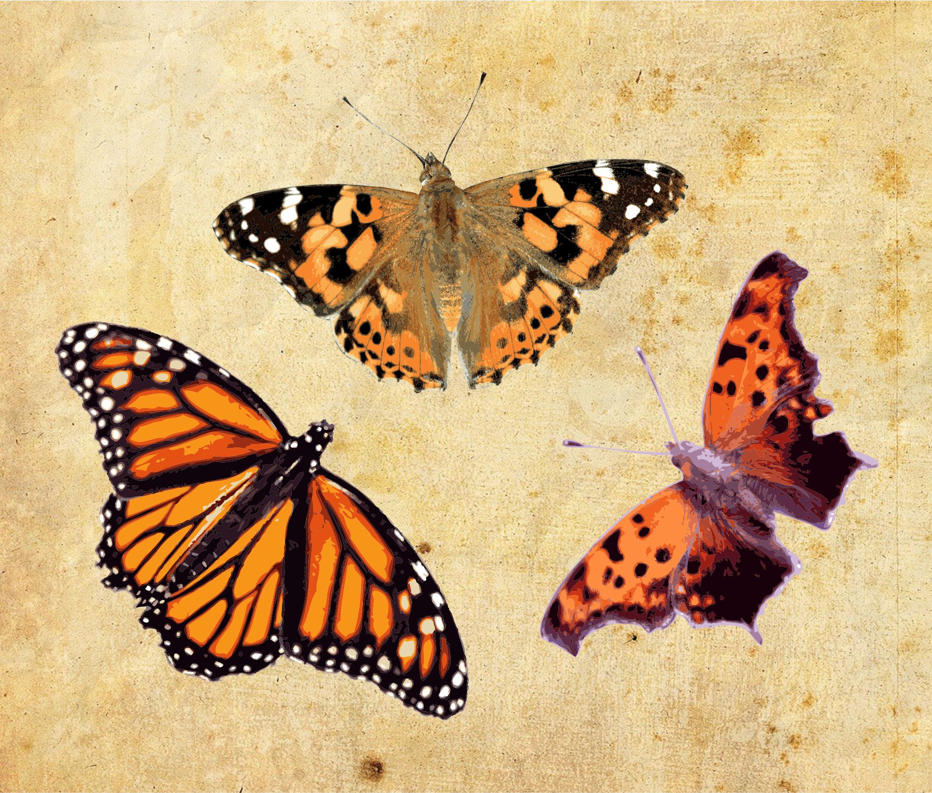 Clip Art Vintage Butterflies