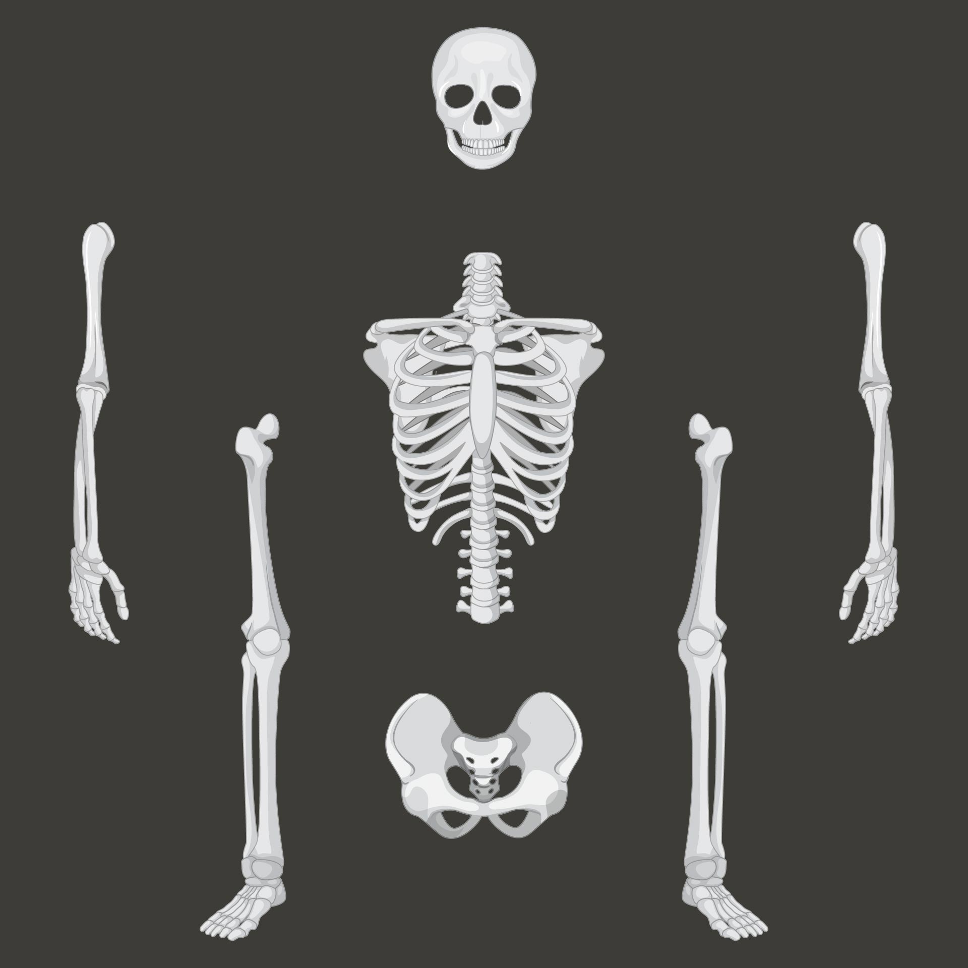 Halloween Printable Skeleton Parts