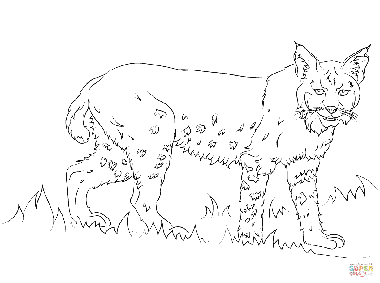 Bobcat Coloring Pages Printable
