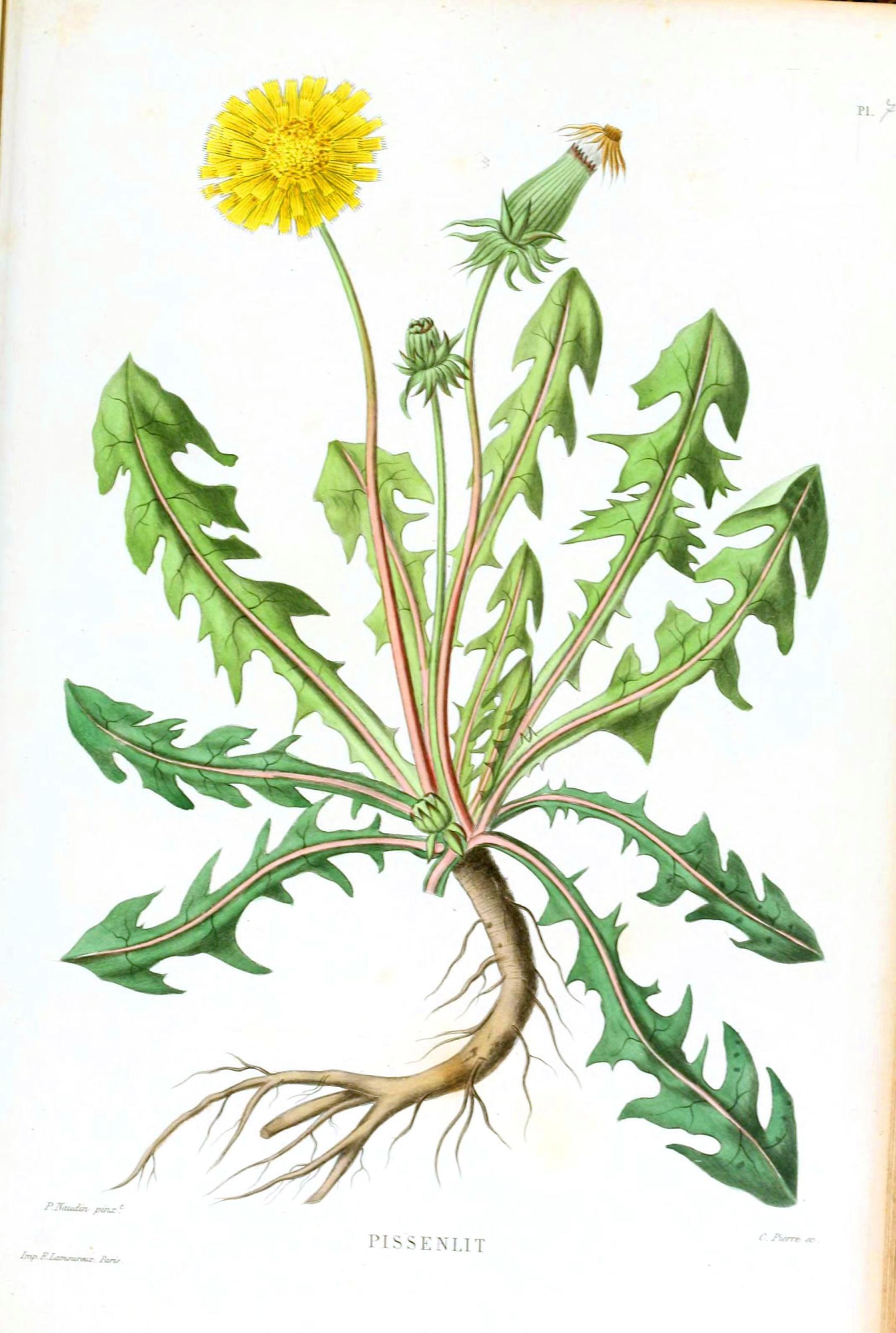 Dandelion Flower Botanical Drawing