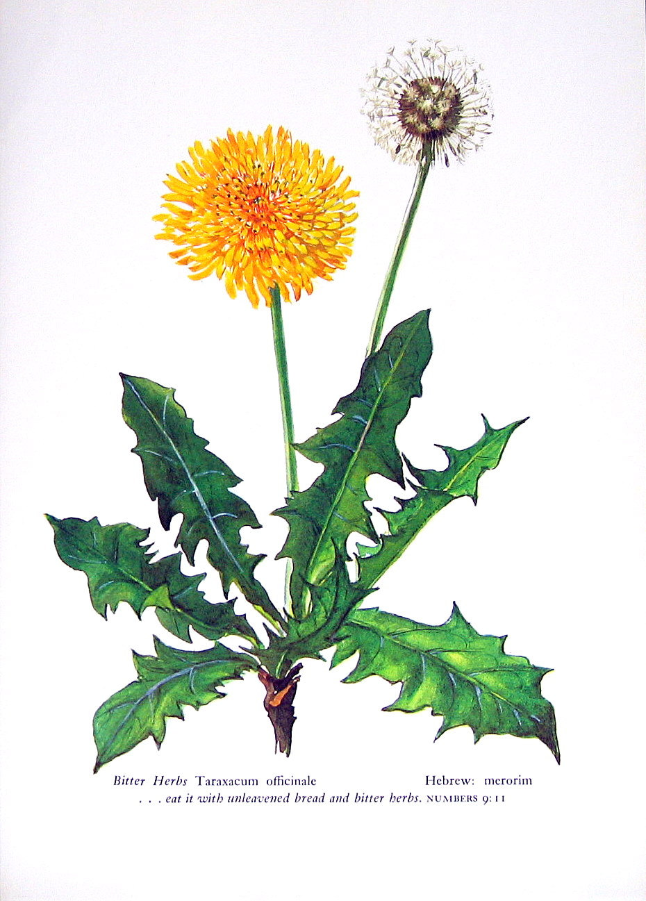 Vintage Dandelion Botanical Illustrations