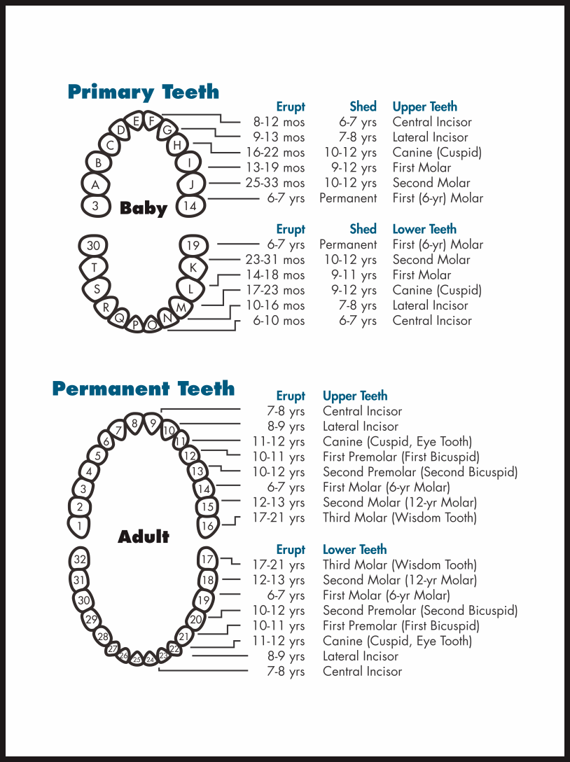 Printable Free Printable Tooth Number Chart Printable Blog