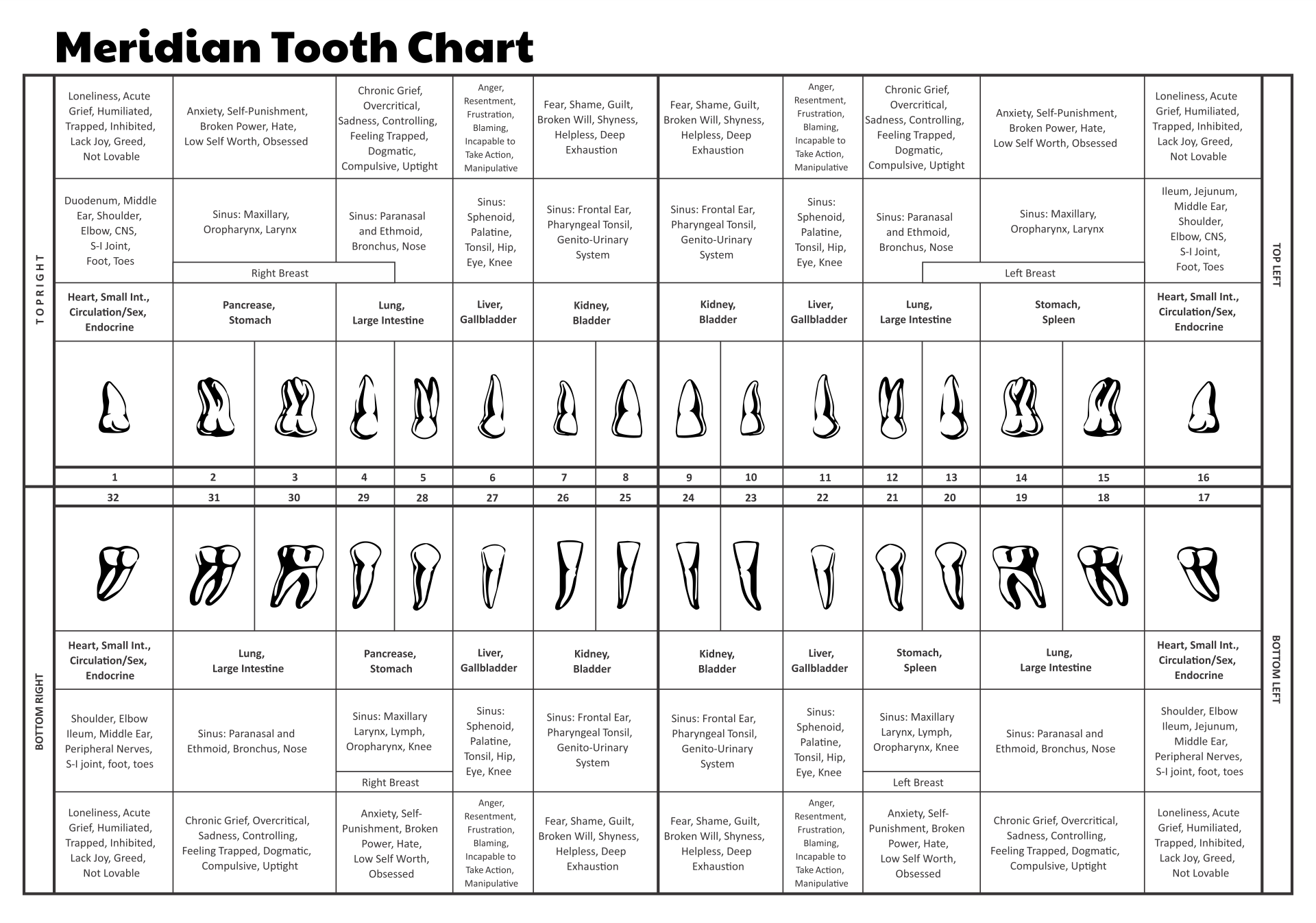 Meridian Tooth Chart Printable