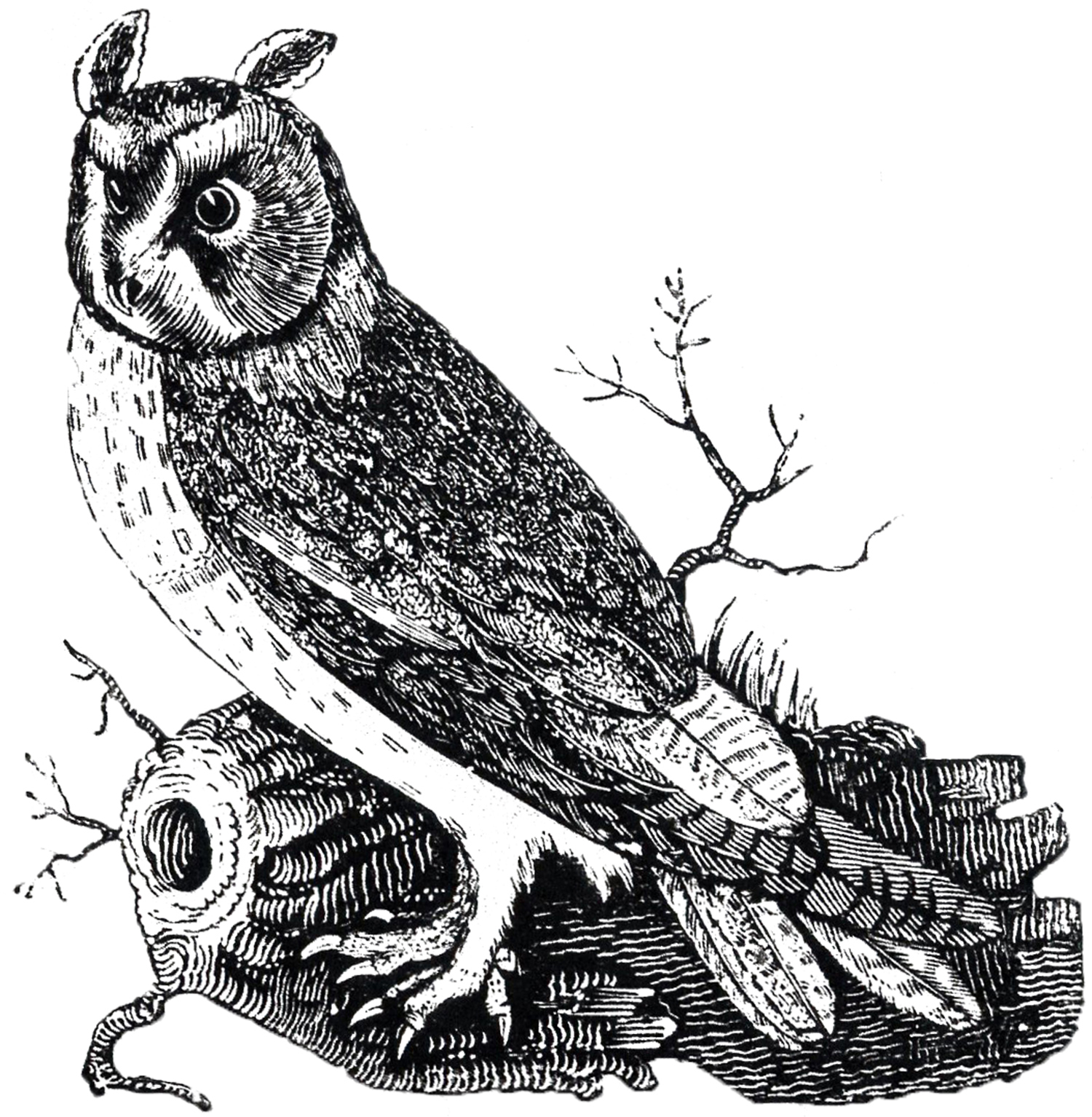 Vintage Owl Clip Art Free