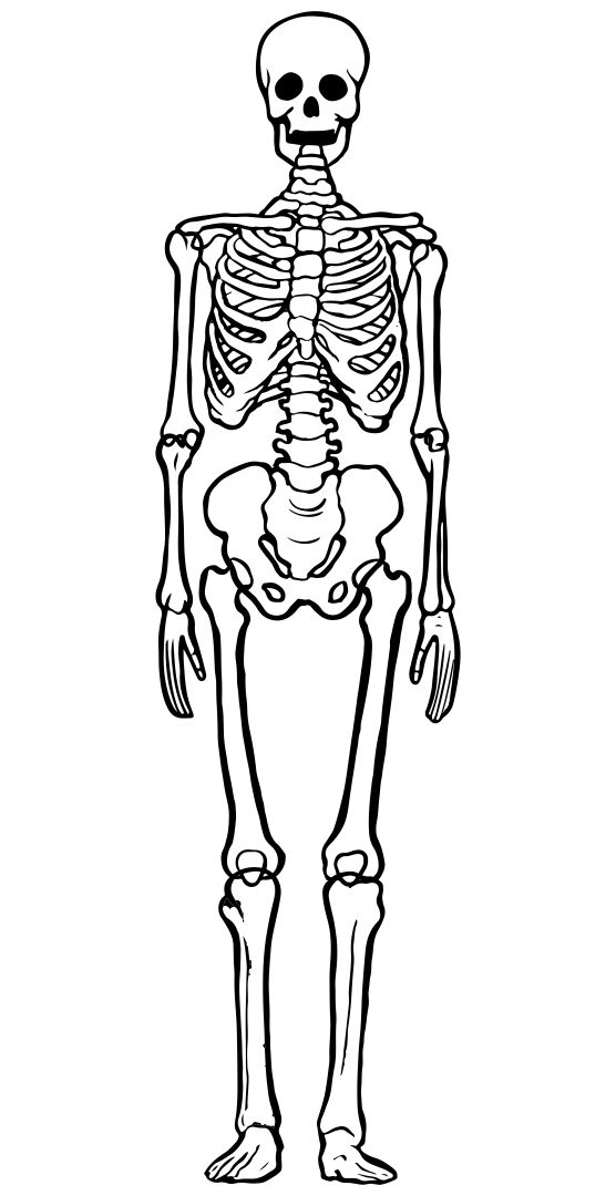 Printable Skeleton Template