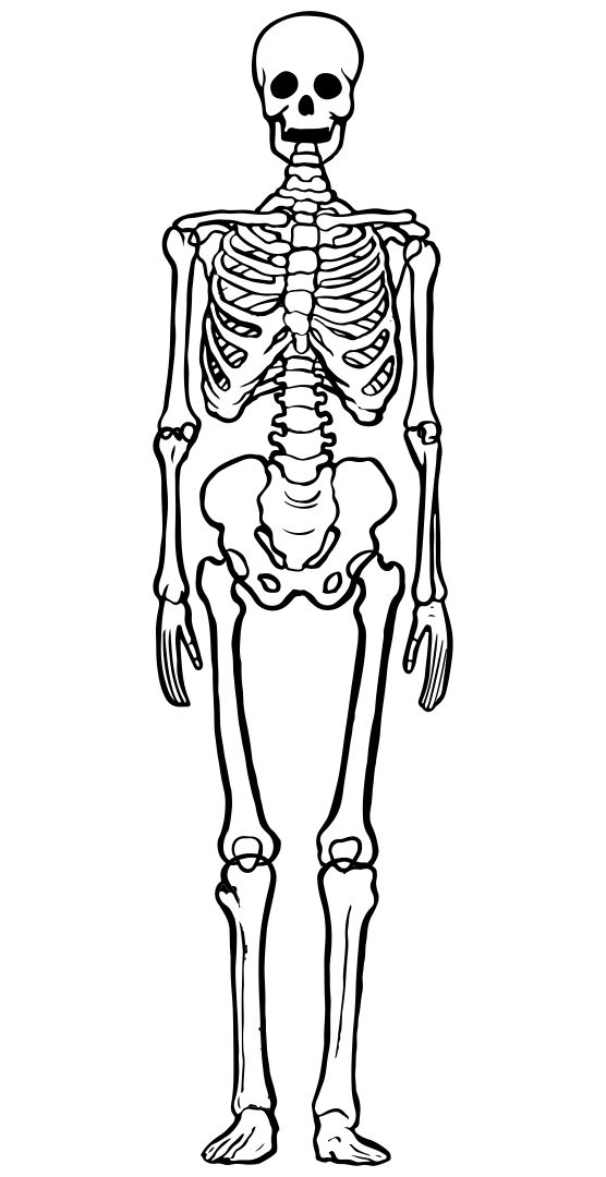 Large Skeleton Template 20 Free PDF Printables Printablee