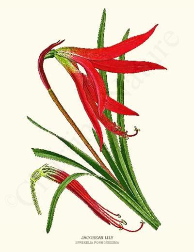 Lily Botanical Print