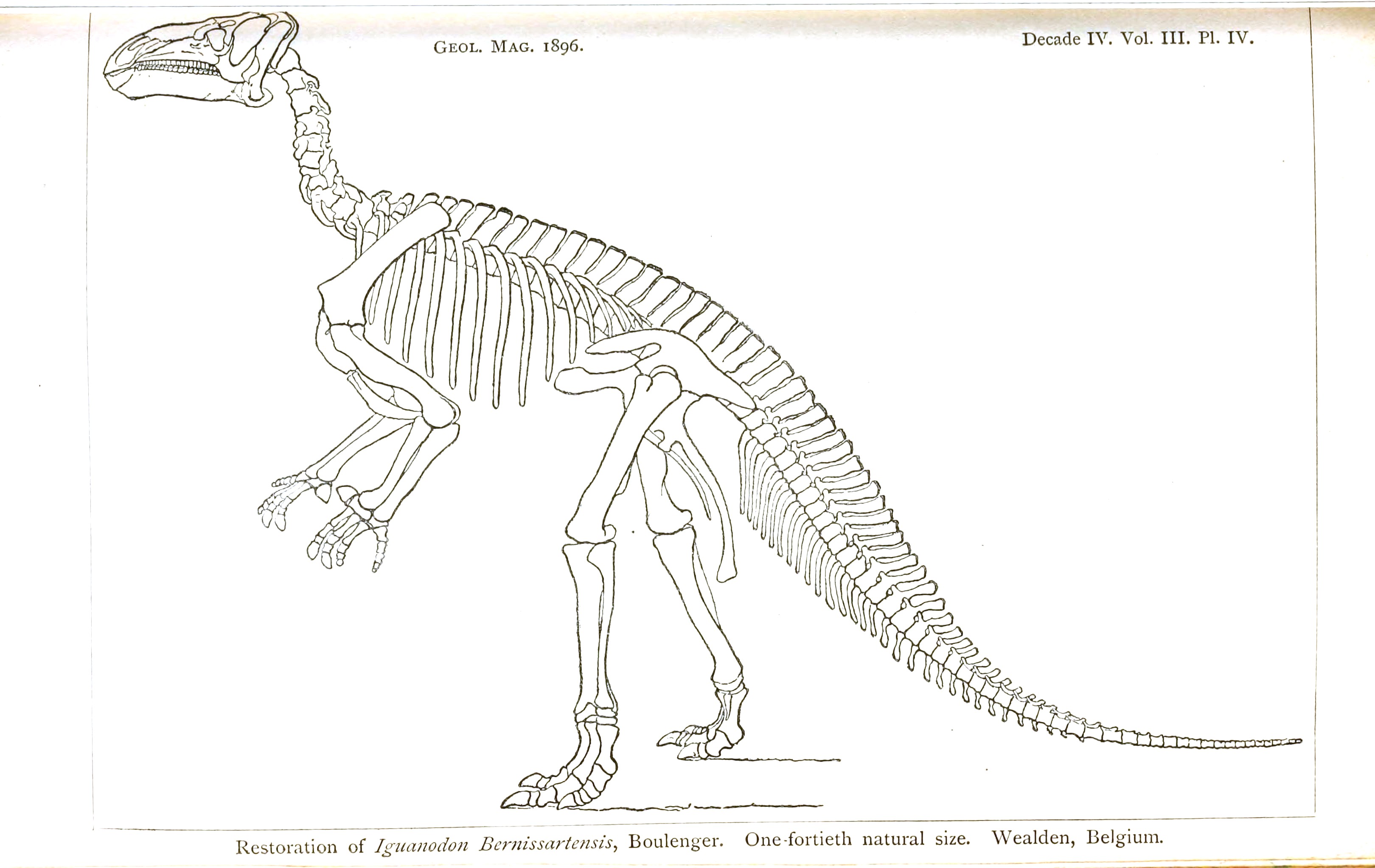 Dinosaur Bones Printable