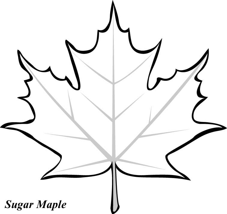 Leaf Tracers Printable