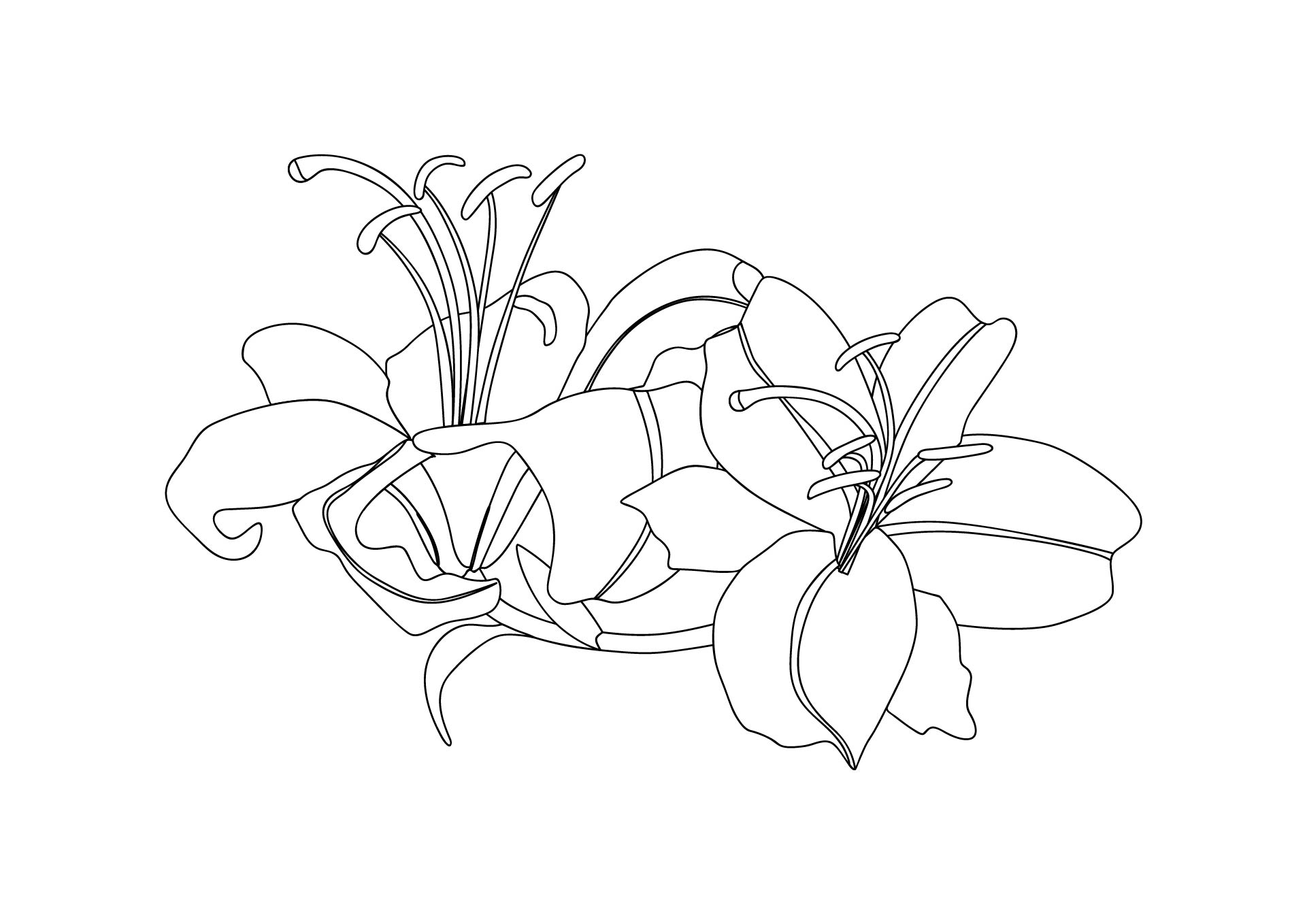 Easter Lily Coloring Page Printable