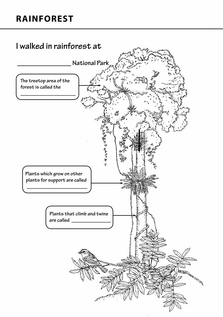 10-best-rainforest-printables-for-first-grade-printablee