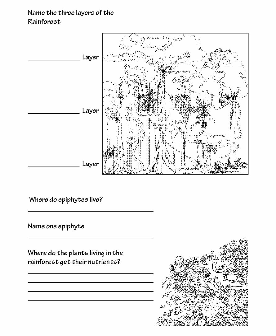 Rainforest For First Grade - 10 Free PDF Printables | Printablee