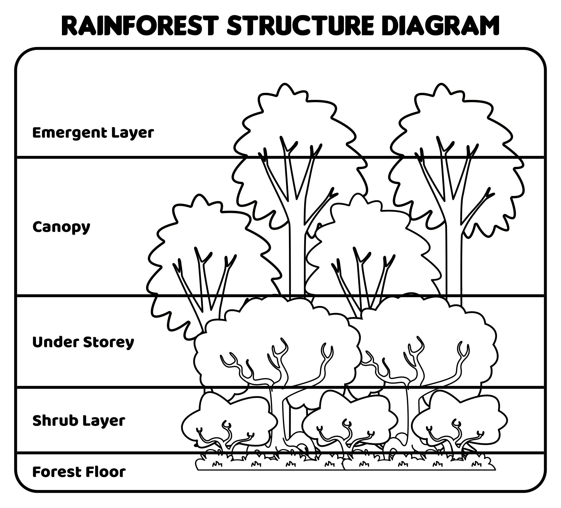 Rainforest Structure Diagram