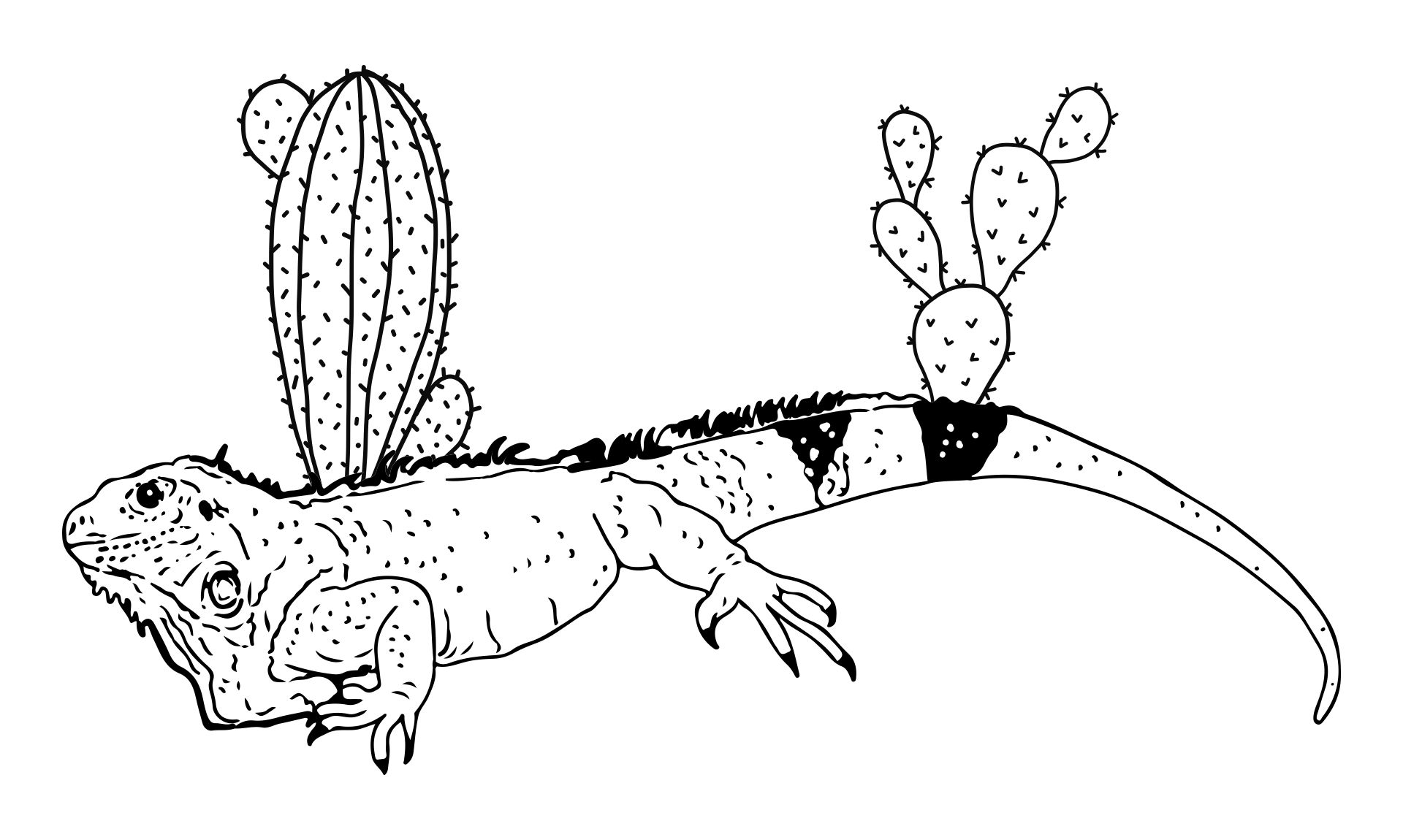 Desert Animals Coloring Pages Printable