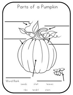 7 Best Images of Printable Pumpkin Label The Parts - Pumpkin Parts ...