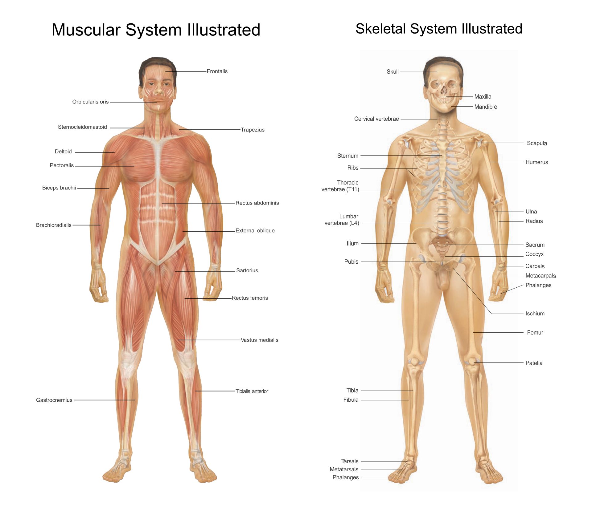 10-best-printable-worksheets-muscle-anatomy-printablee