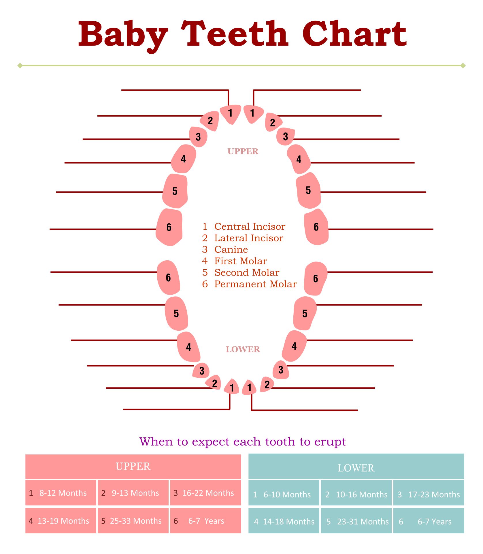 10 Best Tooth Chart Printable Full Sheet