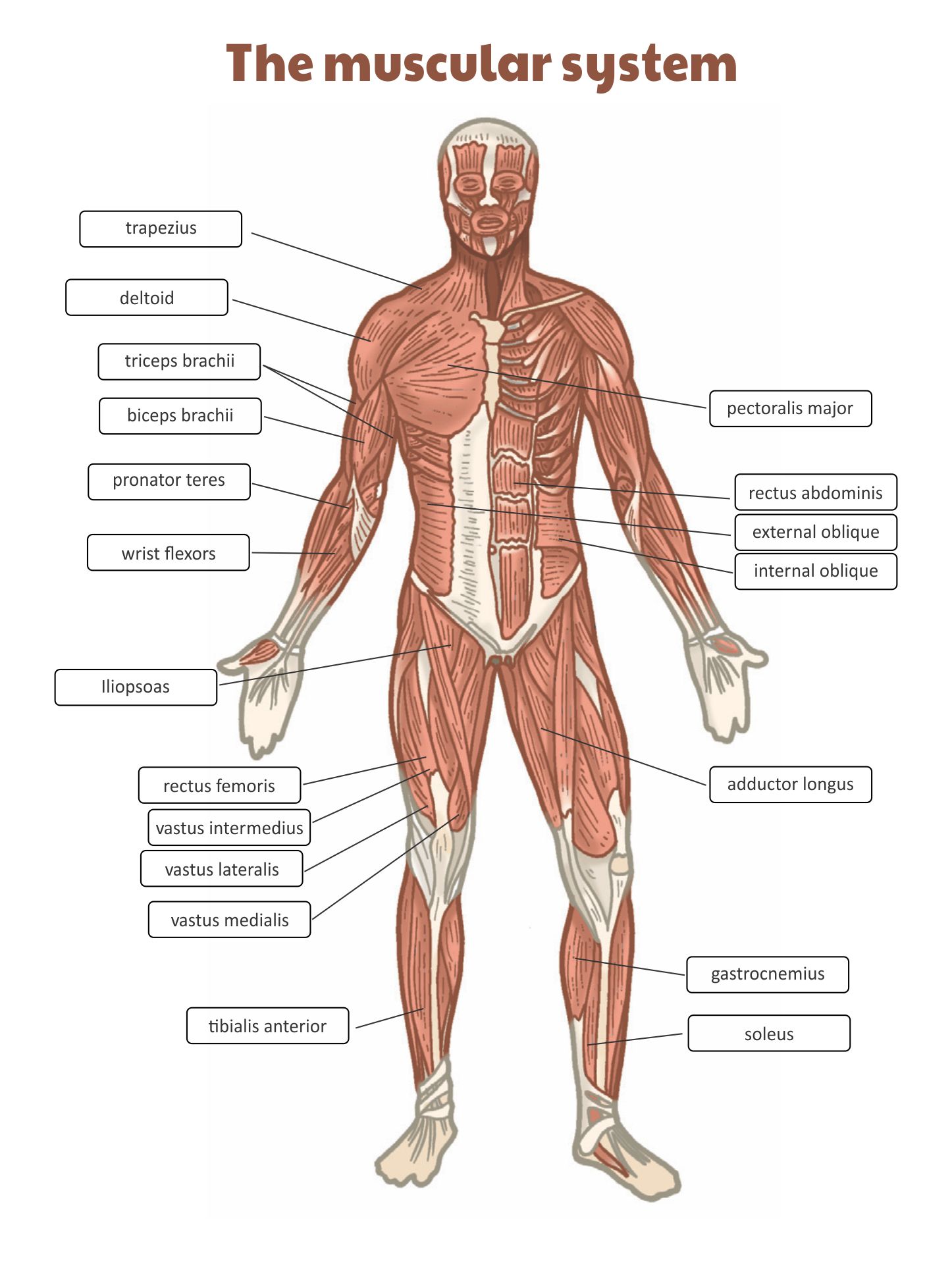 Muscular System Tour Worksheet Answer Key