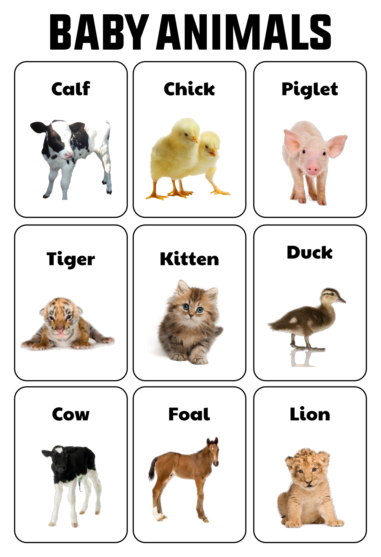animal-flash-cards-printable
