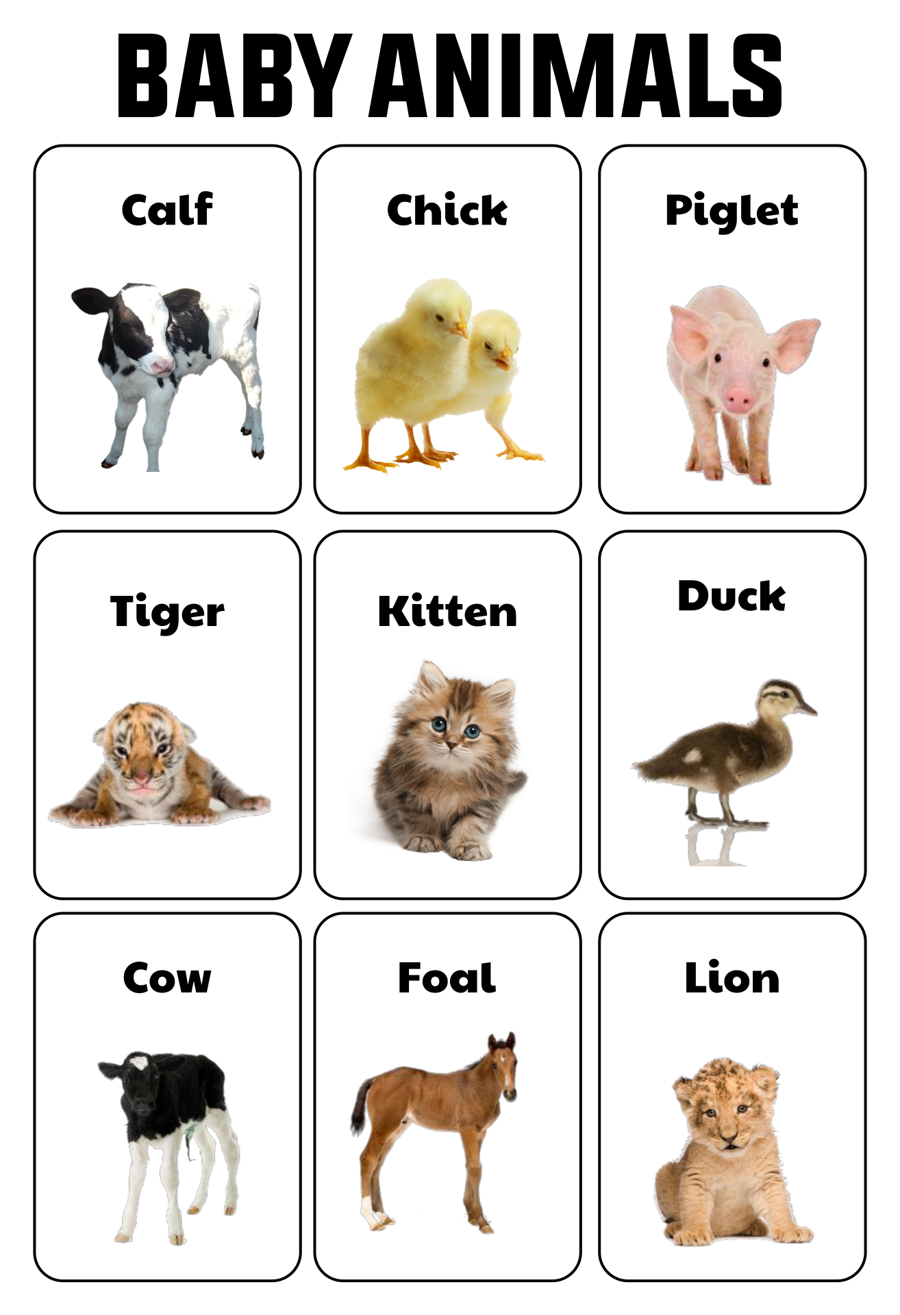 10 Best Free Printable Animal Flash Cards PDF For Free At Printablee 10 Best Free Printable Animal Flash Cards PDF For Free At Printablee