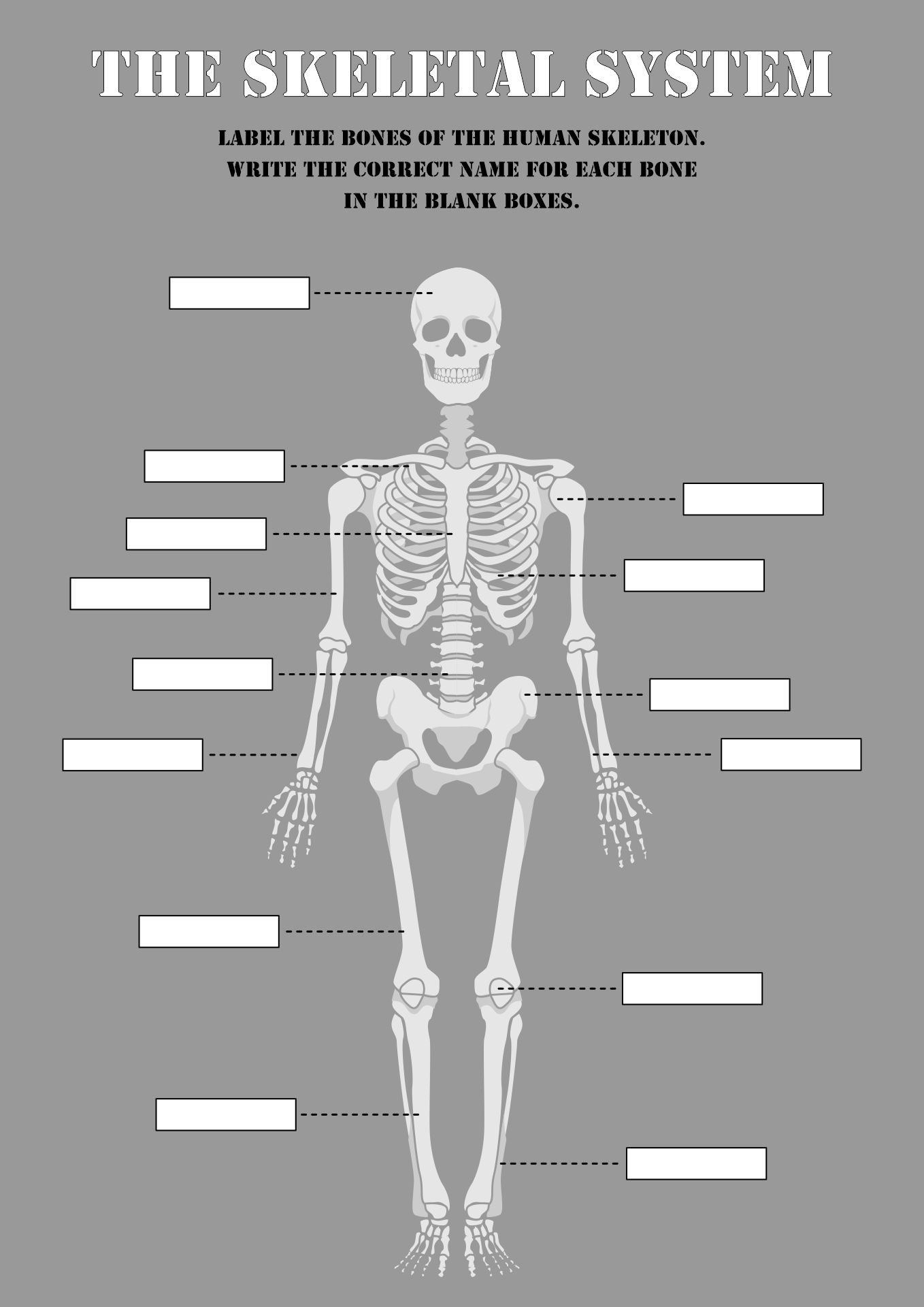 Blank Skeleton Worksheet