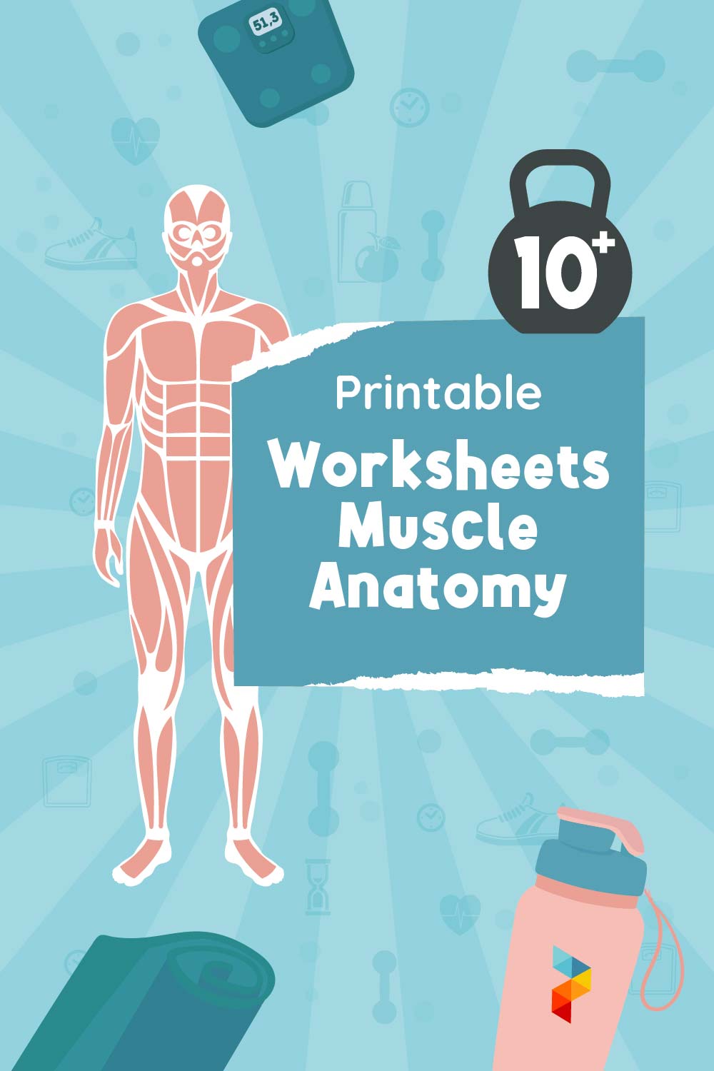 Worksheets Muscle Anatomy