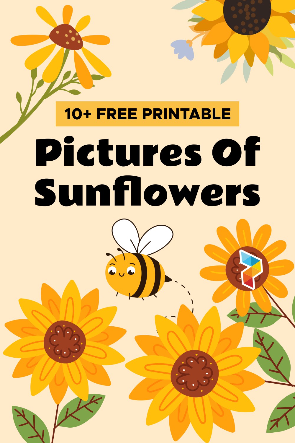 Pictures Of Sunflowers Pictures Of Sunflowers
