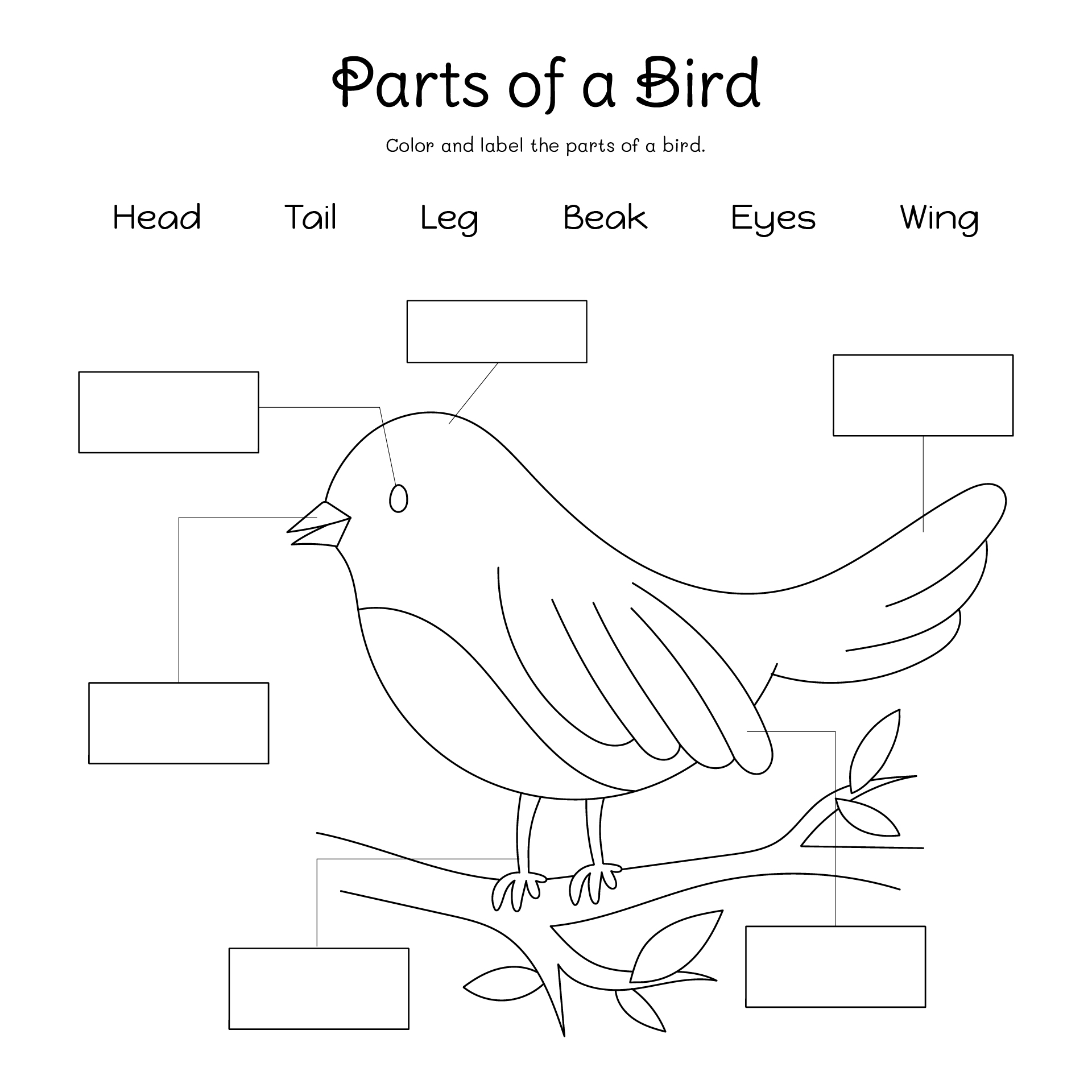 Parts Of A Bird Coloring Page Parts Of A Bird Coloring Page