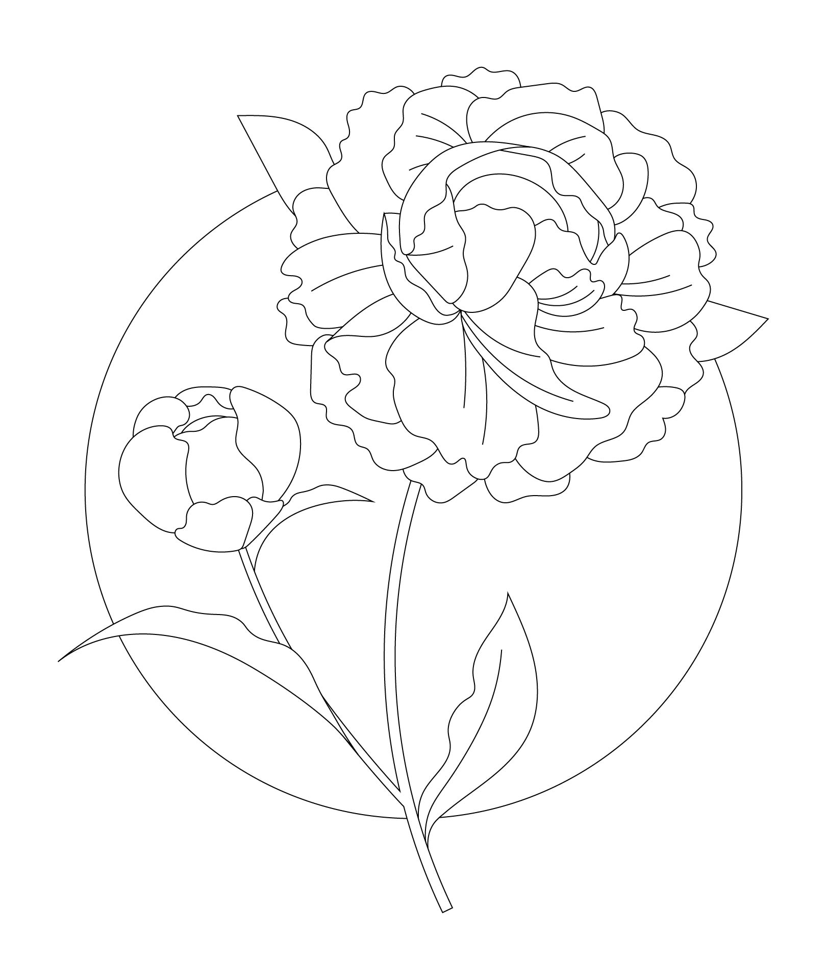 Peonies Flower Coloring For Adults
