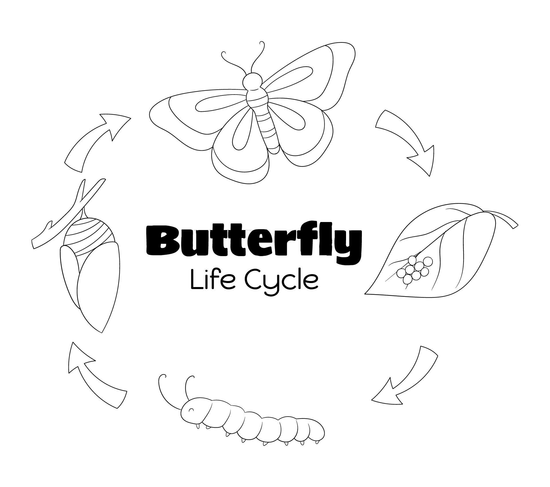 Life Cycle Butterfly Coloring Sheet