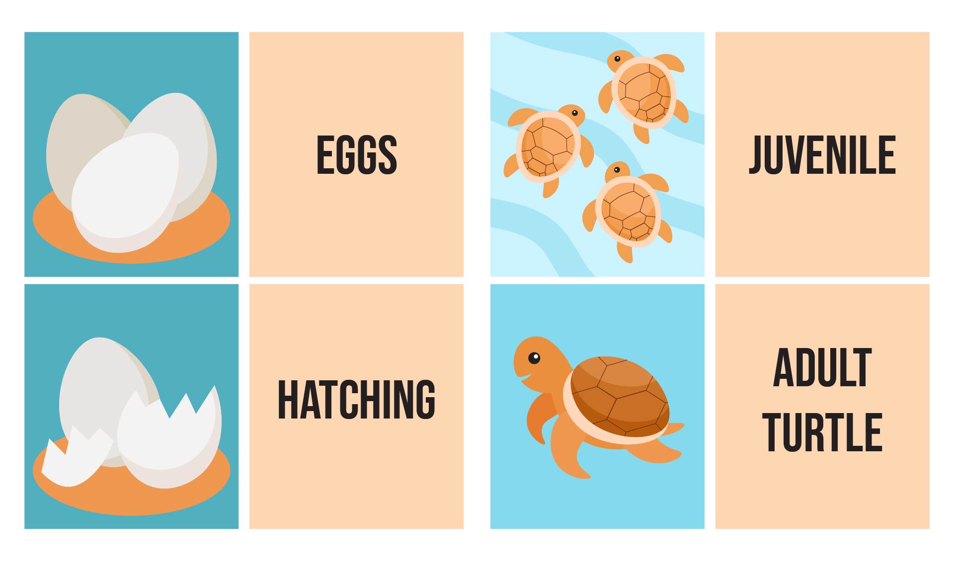 Turtle Life Cycle Memory Game Printable