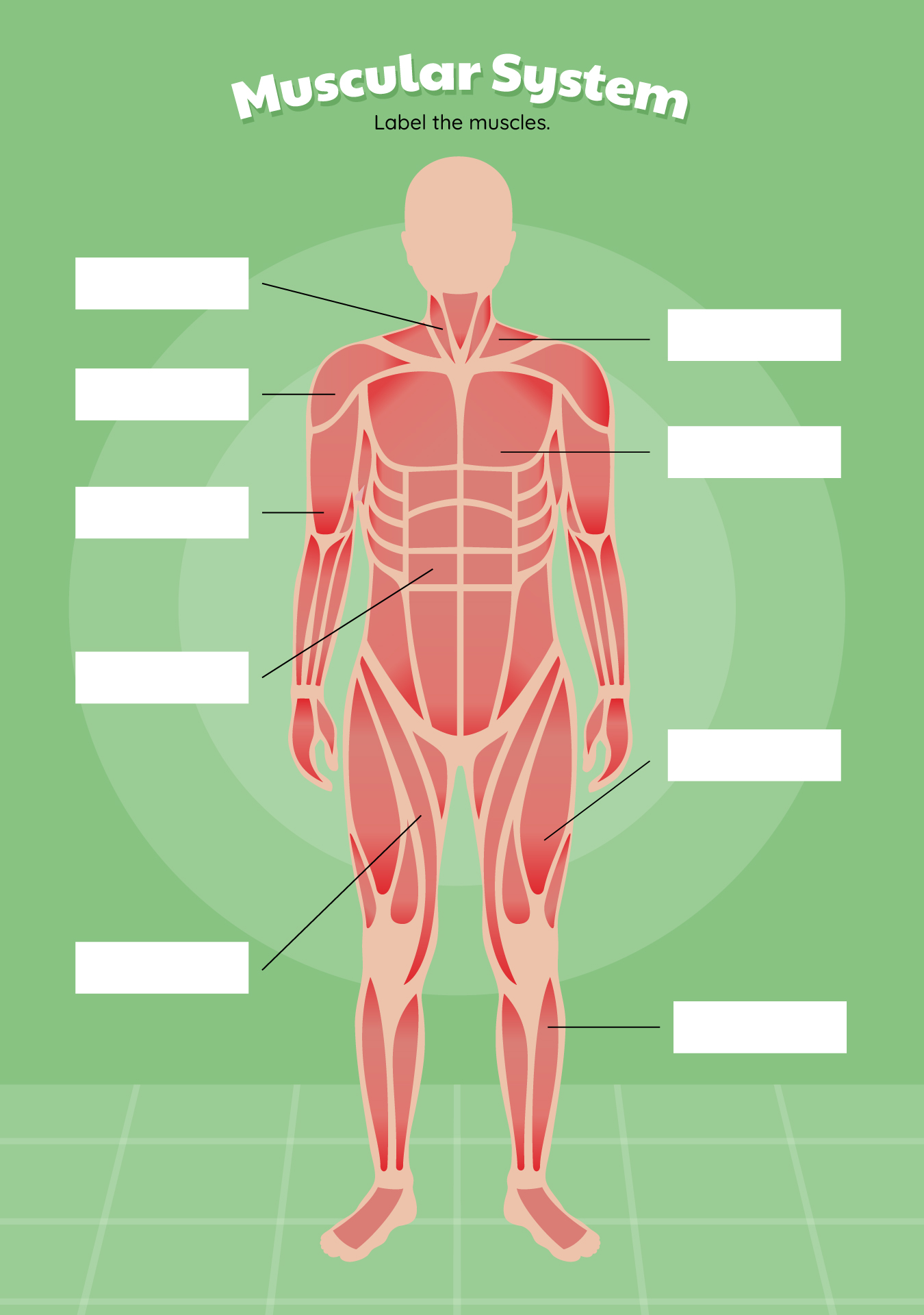 College Anatomy Labeling Worksheets on Muscles College Anatomy Labeling Worksheets on Muscles