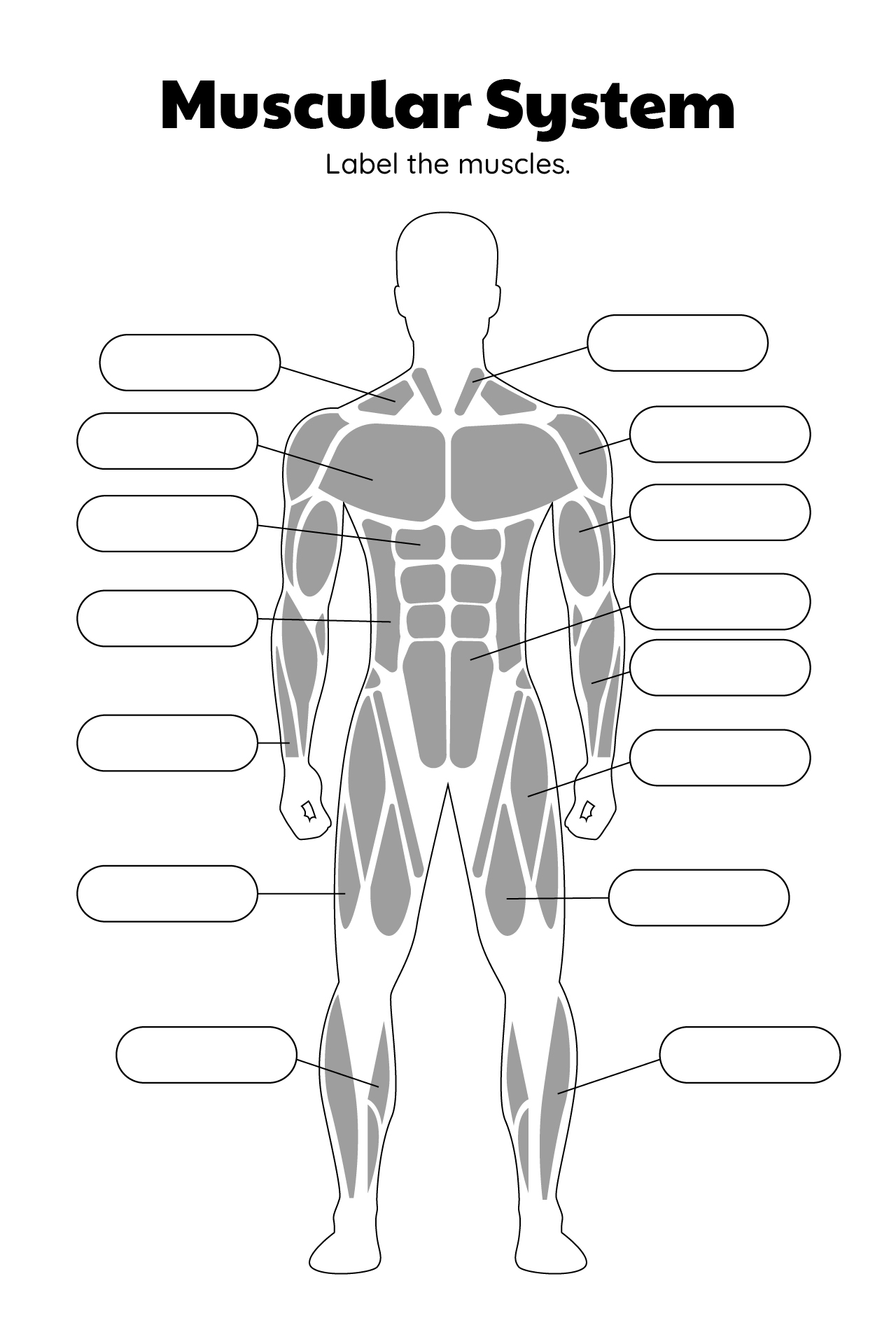 Printable Muscle Group Worksheets for Anatomy Students Printable Muscle Group Worksheets for Anatomy Students